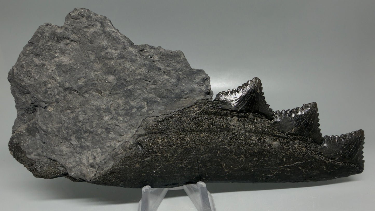 Front View Pyrite 6.92" Fossil Edestus heinrichi shark Jaw - 300 million years old R644 - 1