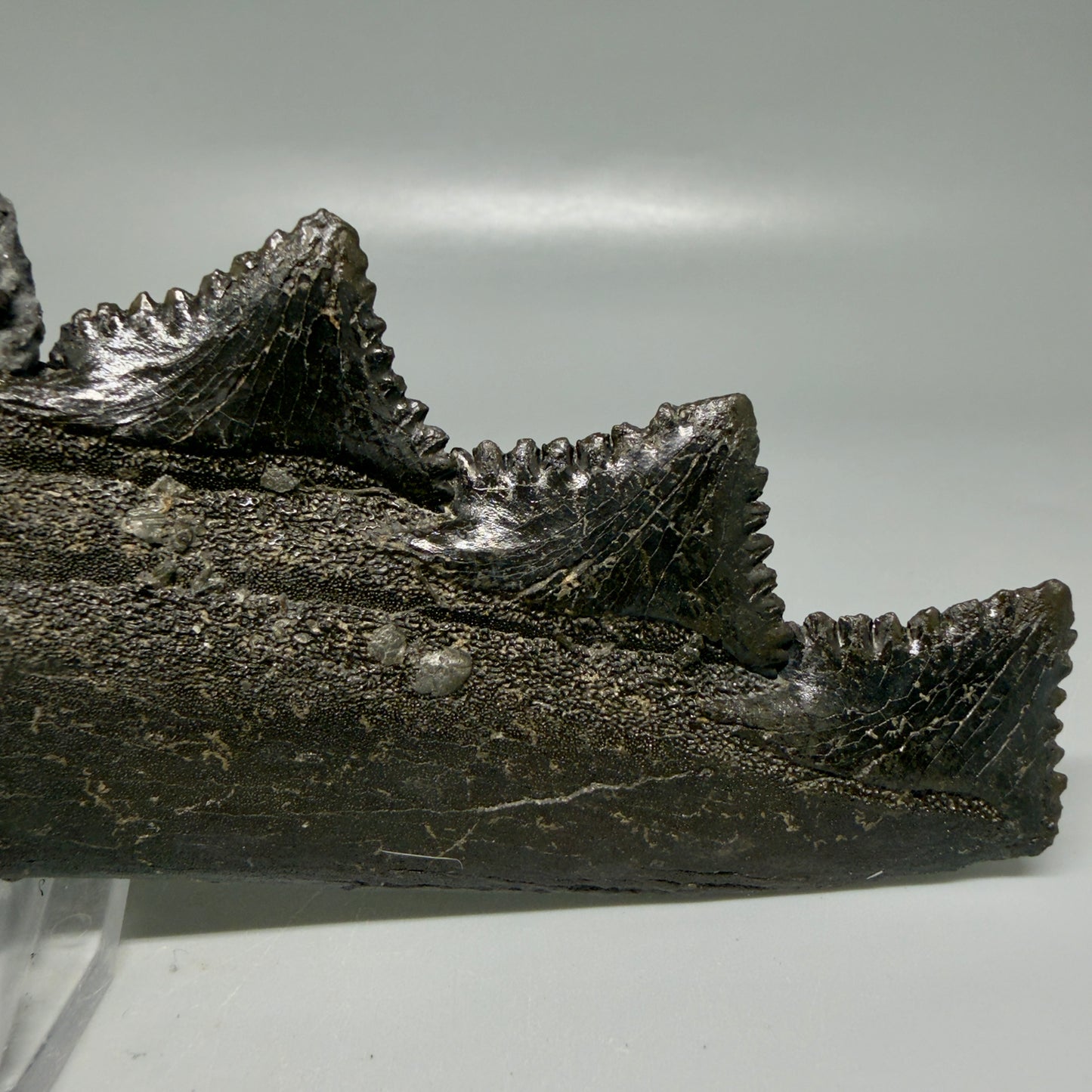 Front View Pyrite 6.92" Fossil Edestus heinrichi shark Jaw - 300 million years old R644 - 4