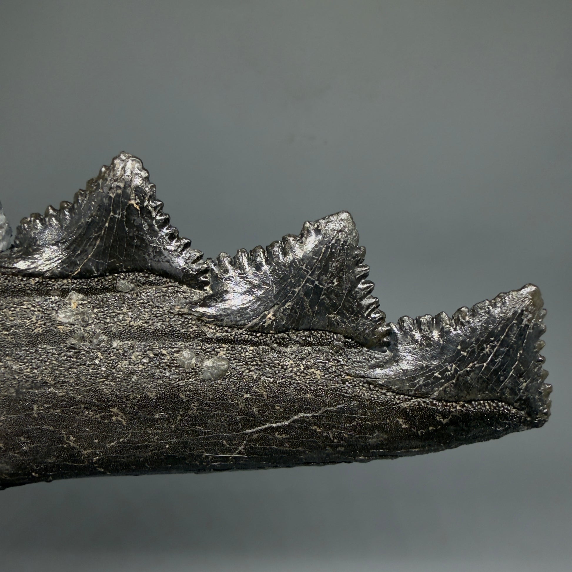 Detail of Pyrite on the three teeth 6.92" Fossil Edestus heinrichi shark Jaw - 300 million years old R644 - 4