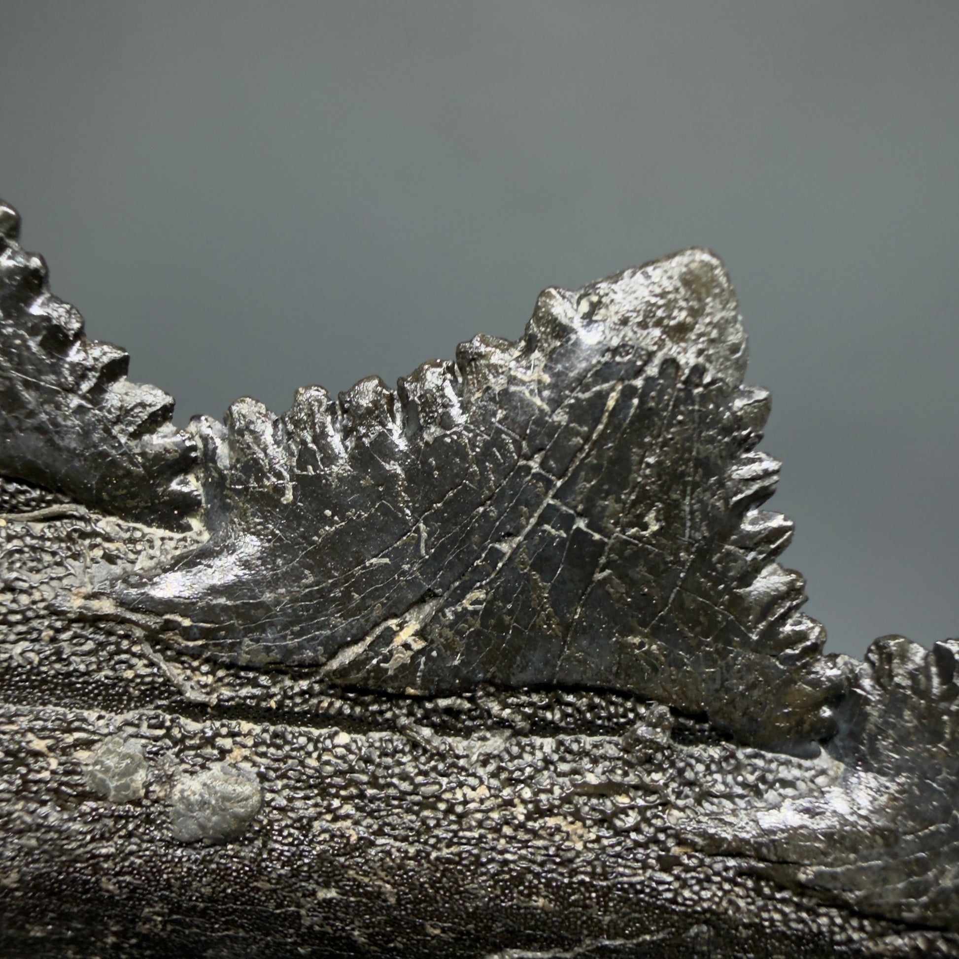 Detail of Pyrite 6.92" Fossil Edestus heinrichi shark Jaw - 300 million years old R644 - 4