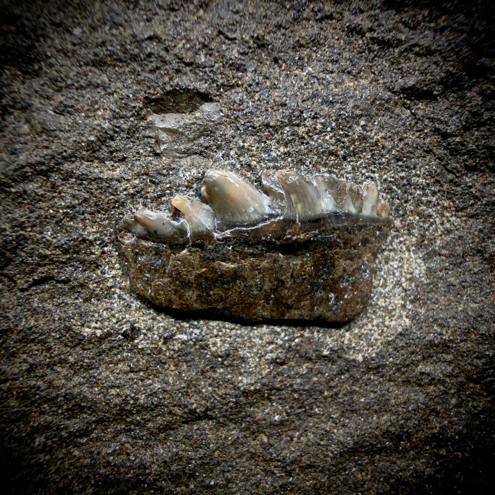 Close Up View Rare, in matrix 0.78" wide Fossil Notorynchus kempi - Sevengill Cow Shark Tooth from Washington R643
