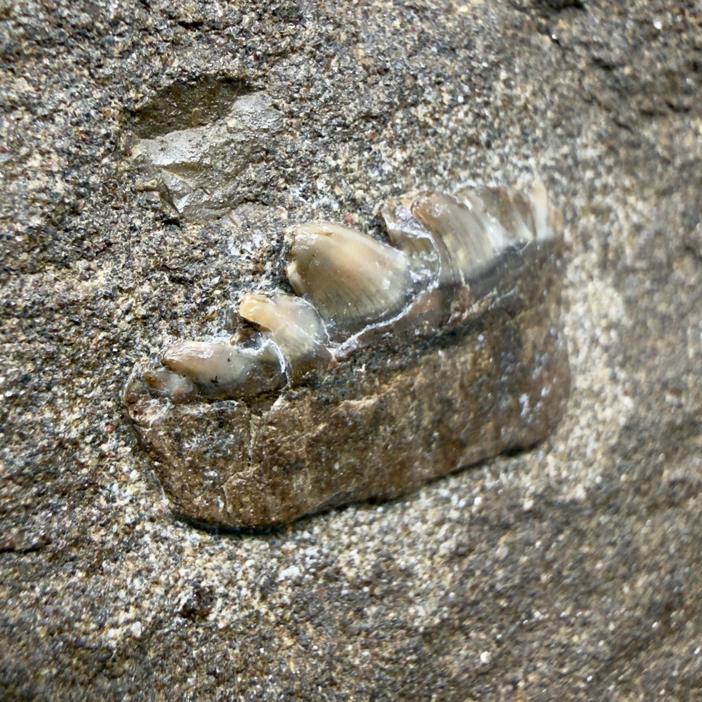 Front View Rare, in matrix 0.78" wide Fossil Notorynchus kempi - Sevengill Cow Shark Tooth from Washington R643 - 1
