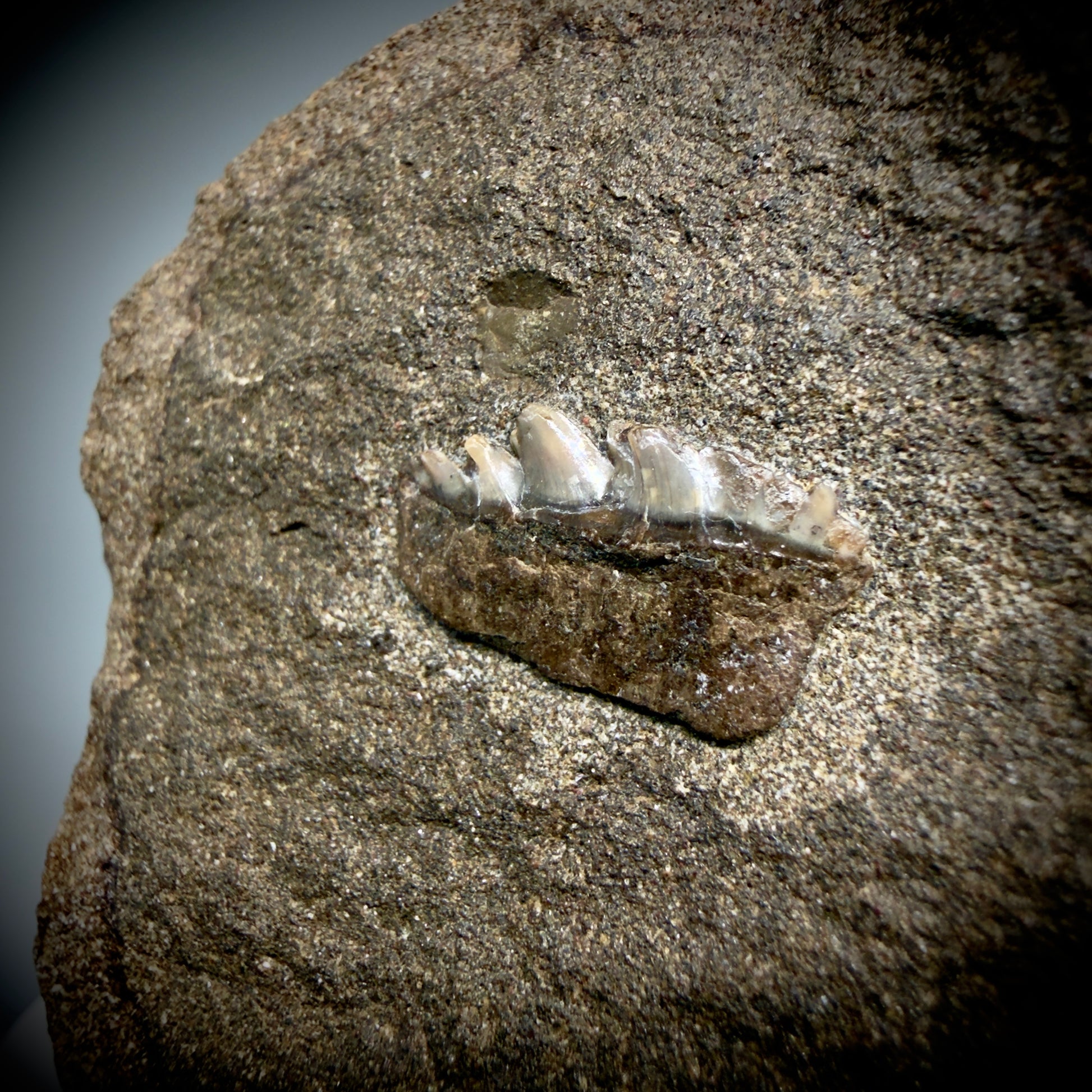 Front View Rare, in matrix 0.78" wide Fossil Notorynchus kempi - Sevengill Cow Shark Tooth from Washington R643 - 2