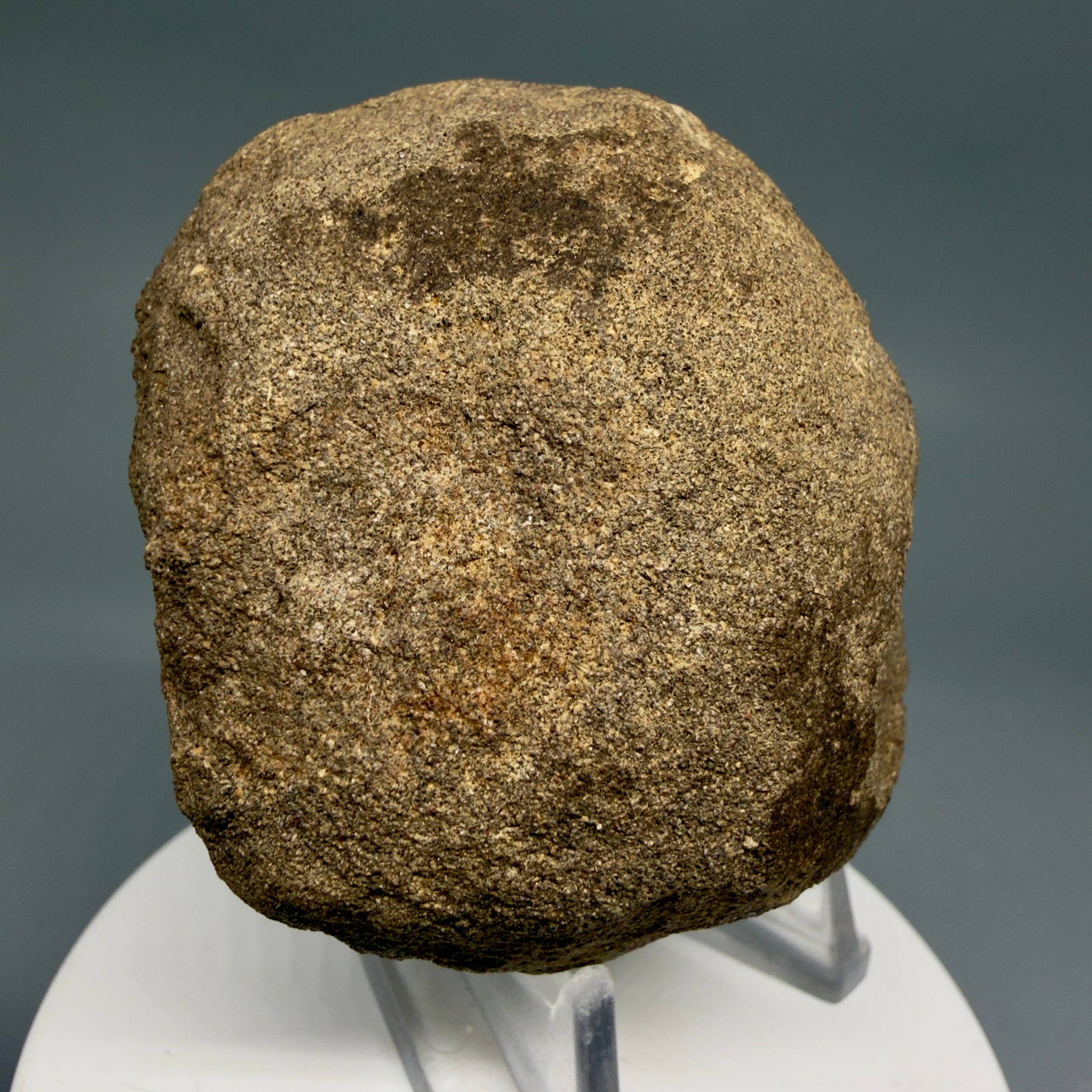 Back View Rare, in matrix 0.78" wide Fossil Notorynchus kempi - Sevengill Cow Shark Tooth from Washington R643