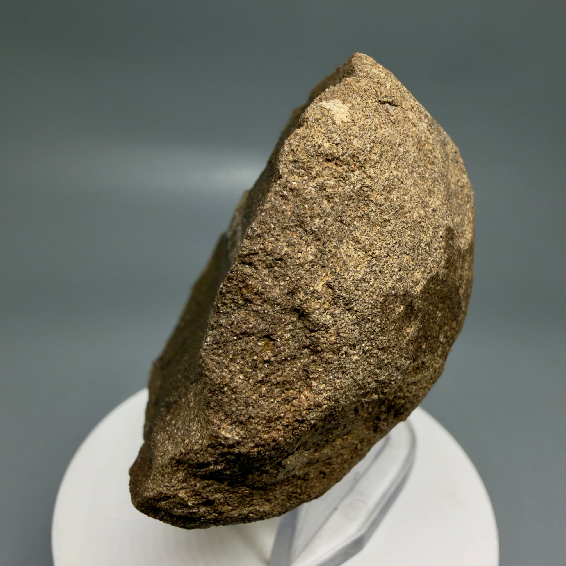 Front Right View Rare, in matrix 0.78" wide Fossil Notorynchus kempi - Sevengill Cow Shark Tooth from Washington R643