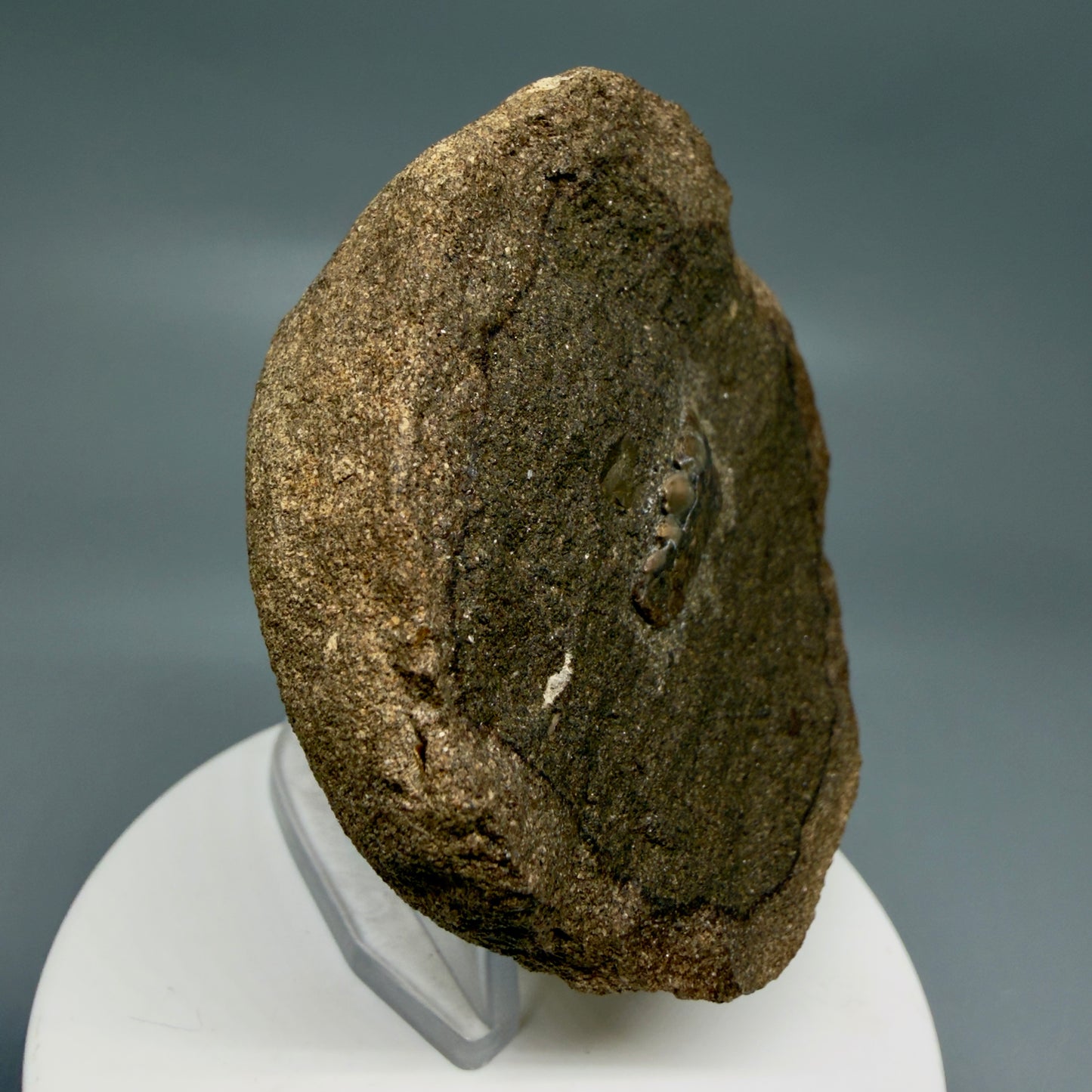 Front Left View Rare, in matrix 0.78" wide Fossil Notorynchus kempi - Sevengill Cow Shark Tooth from Washington R643