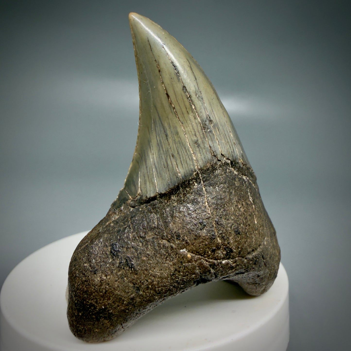 Front Left View High Quality, Large 2.61" Fossil Parotodus benedeni Tooth from Georgia, USA R642