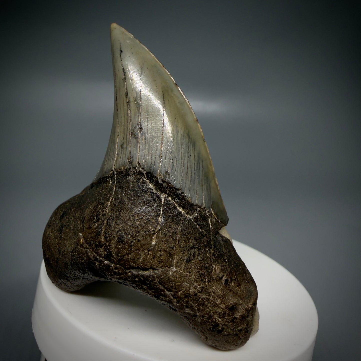 Front Right View High Quality, Large 2.61" Fossil Parotodus benedeni Tooth from Georgia, USA R642