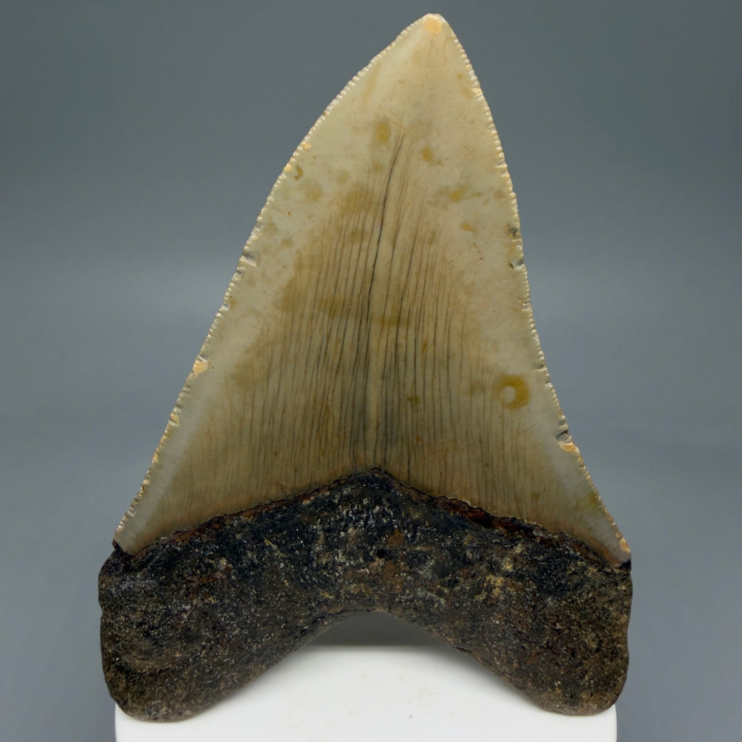 Back View Colorful 3.93" Fossil Megalodon Tooth from North Carolina - megalodonteeth.com CM5822