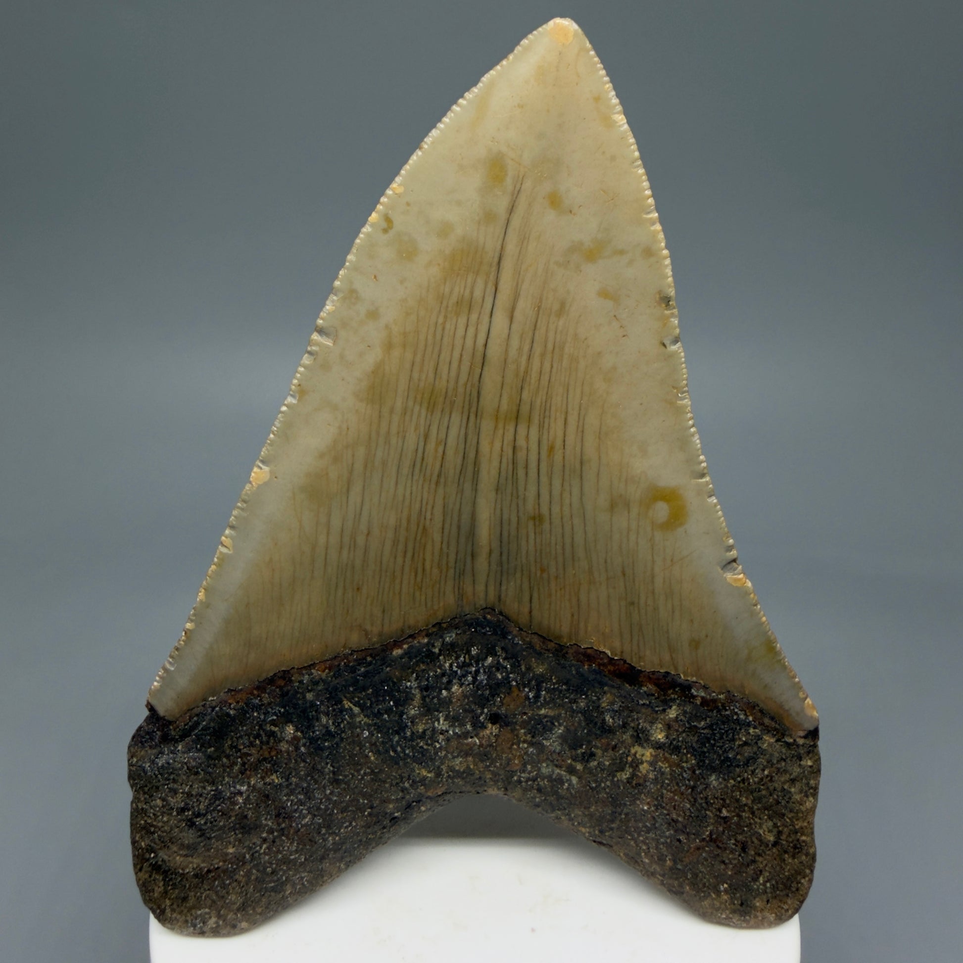 Back View Colorful 3.93" Fossil Megalodon Tooth from North Carolina - megalodonteeth.com CM5822