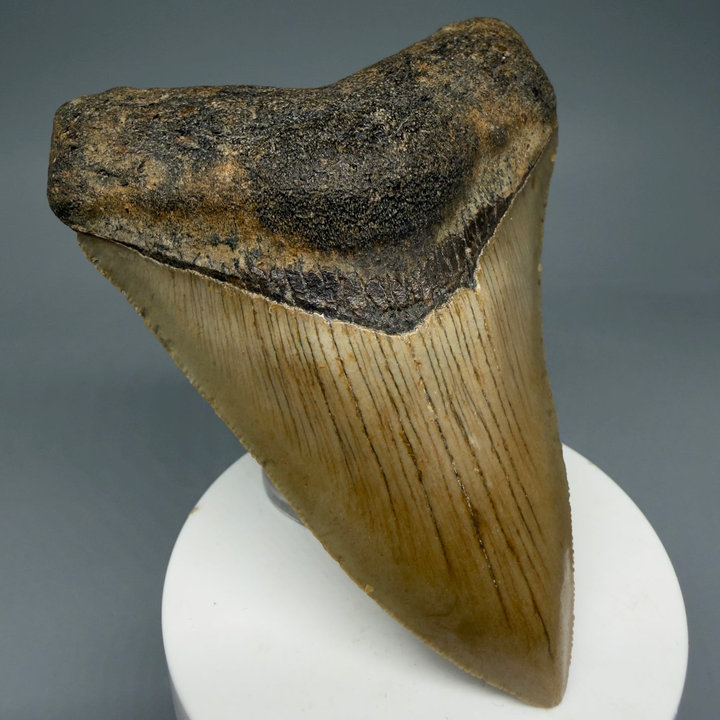Front Left View Colorful 3.93" Fossil Megalodon Tooth from North Carolina - megalodonteeth.com CM5822