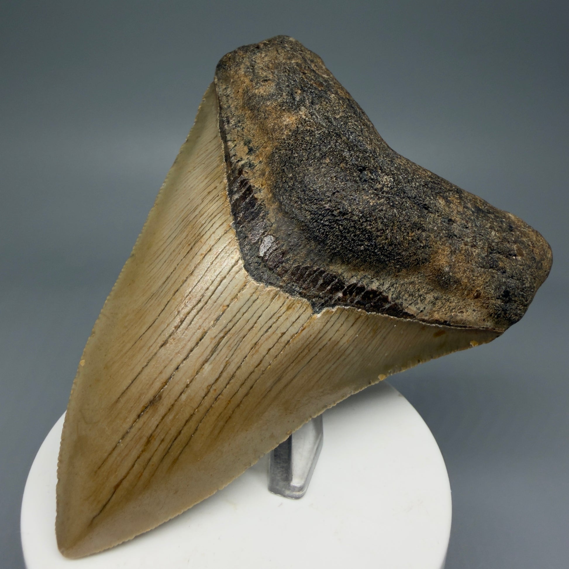 Front Right View Colorful 3.93" Fossil Megalodon Tooth from North Carolina - megalodonteeth.com CM5822