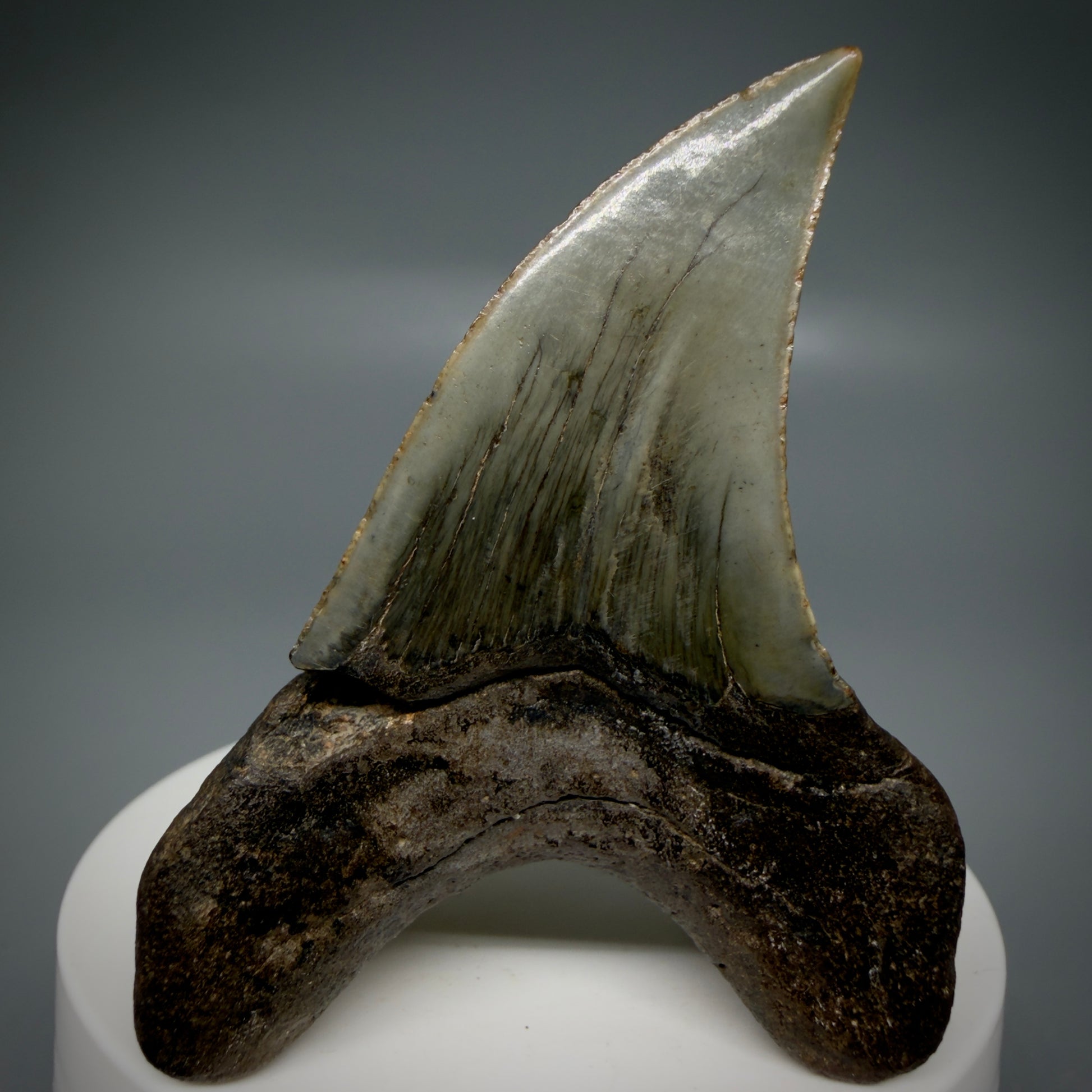 Back View High Quality, Large 2.61" Fossil Parotodus benedeni Tooth from Georgia, USA R642