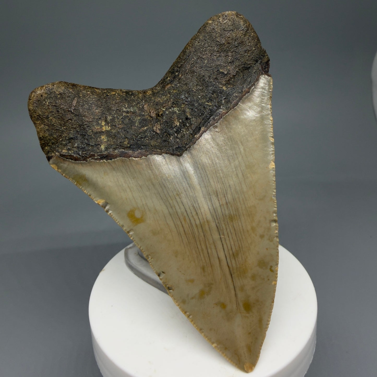 Back Left View Colorful 3.93" Fossil Megalodon Tooth from North Carolina - megalodonteeth.com CM5822