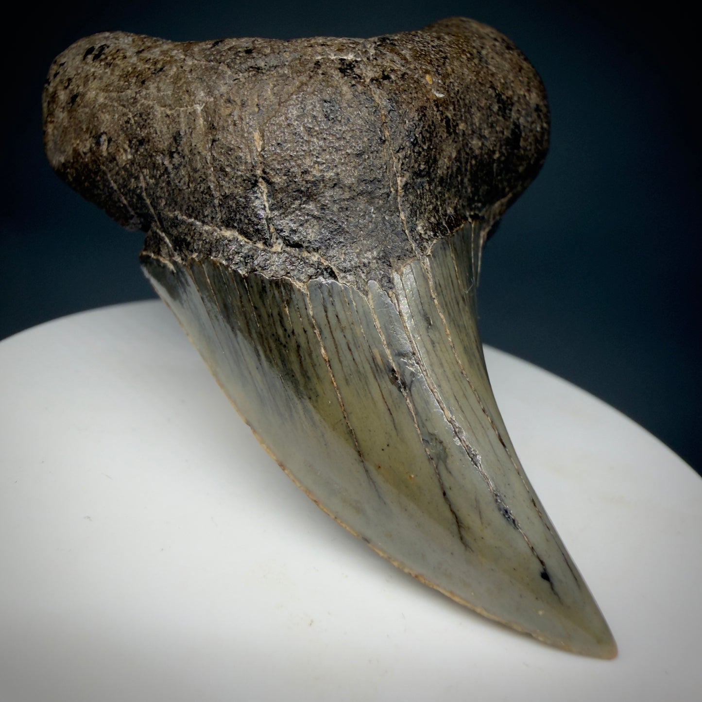 Front Left View High Quality, Large 2.61" Fossil Parotodus benedeni Tooth from Georgia, USA R642 - 1