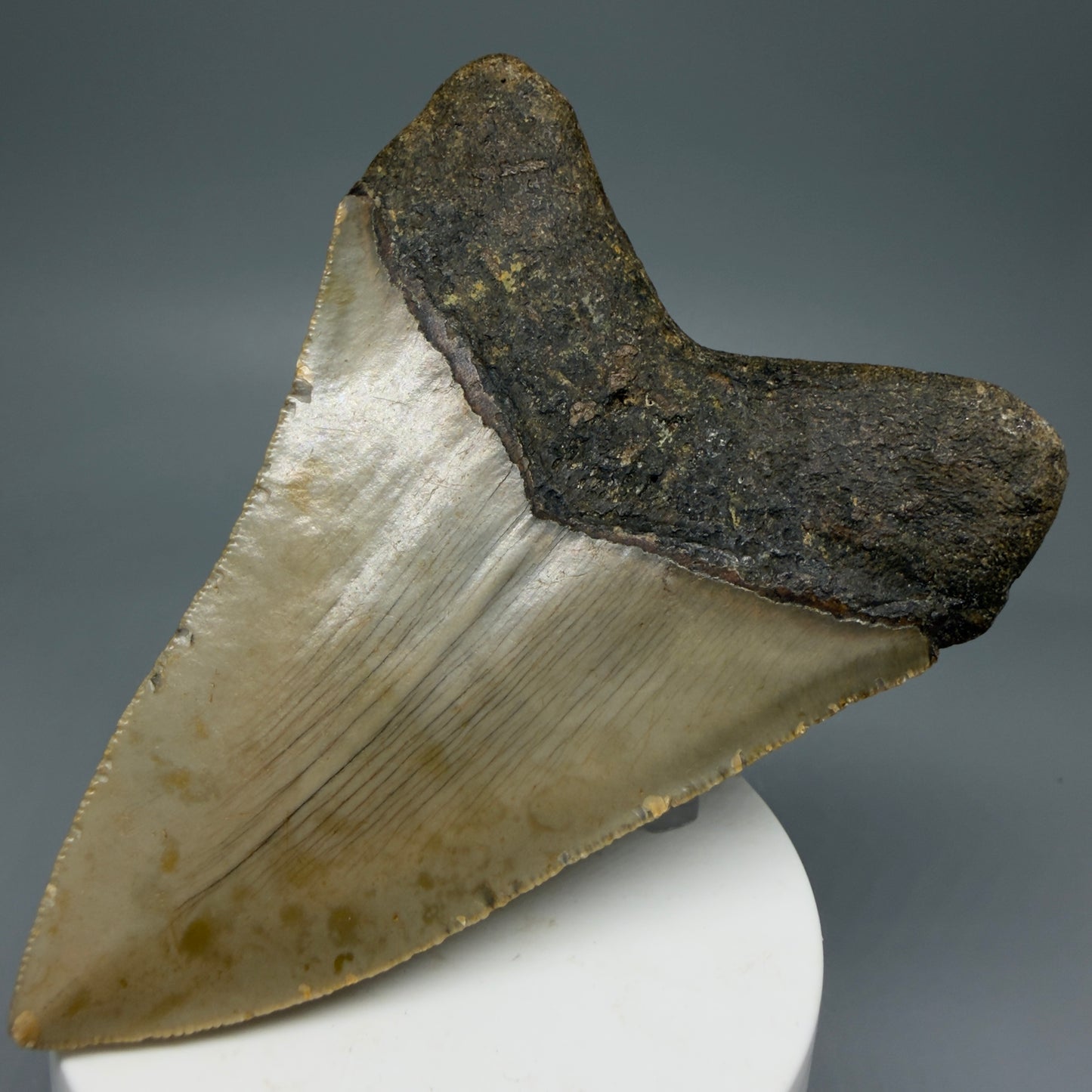 Back Right View Colorful 3.93" Fossil Megalodon Tooth from North Carolina - megalodonteeth.com CM5822