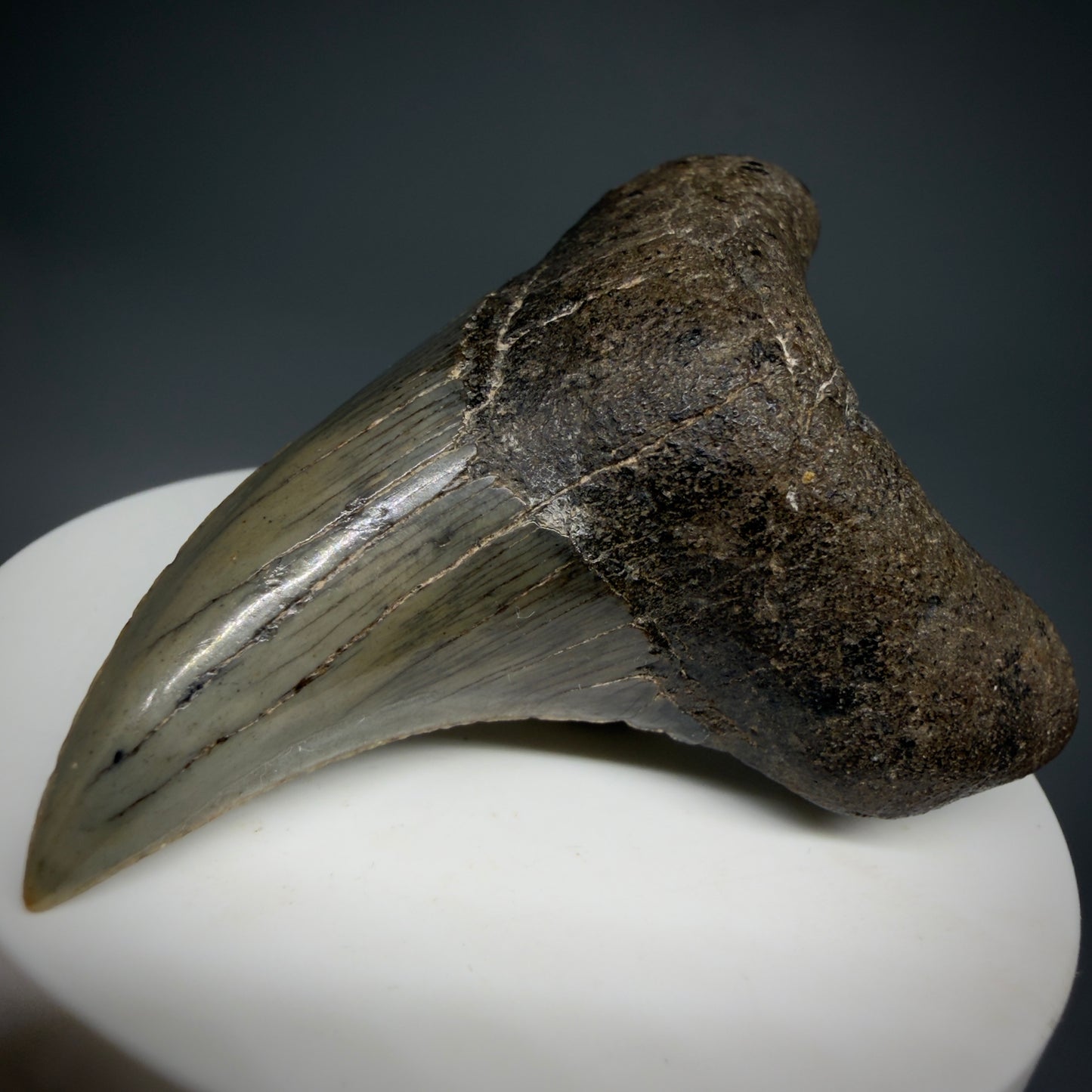 Front Right View High Quality, Large 2.61" Fossil Parotodus benedeni Tooth from Georgia, USA R642 - 1 