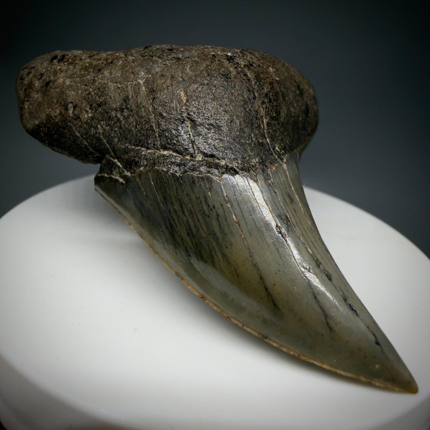 Front Left View High Quality, Large 2.61" Fossil Parotodus benedeni Tooth from Georgia, USA R642 - 2