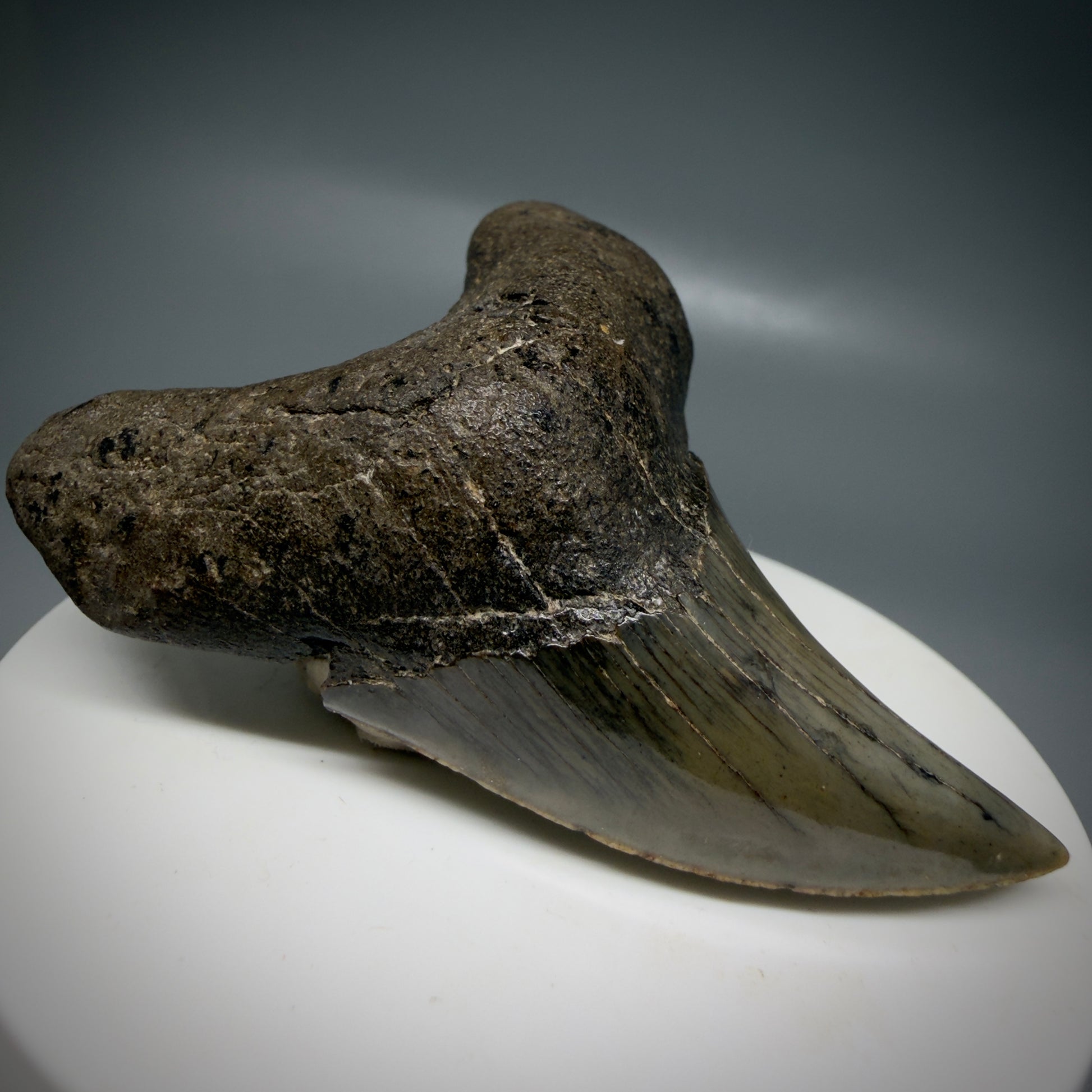 Front Left View High Quality, Large 2.61" Fossil Parotodus benedeni Tooth from Georgia, USA R642 - 3