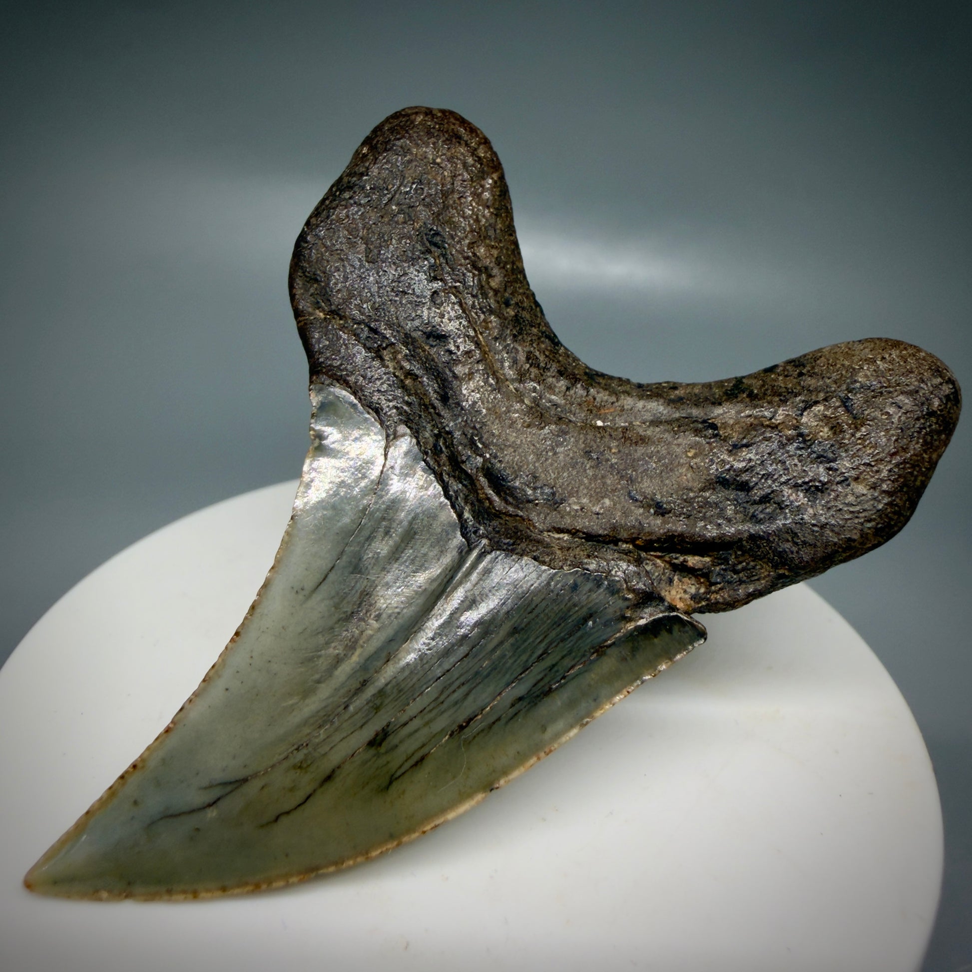 Back Right View High Quality, Large 2.61" Fossil Parotodus benedeni Tooth from Georgia, USA R642