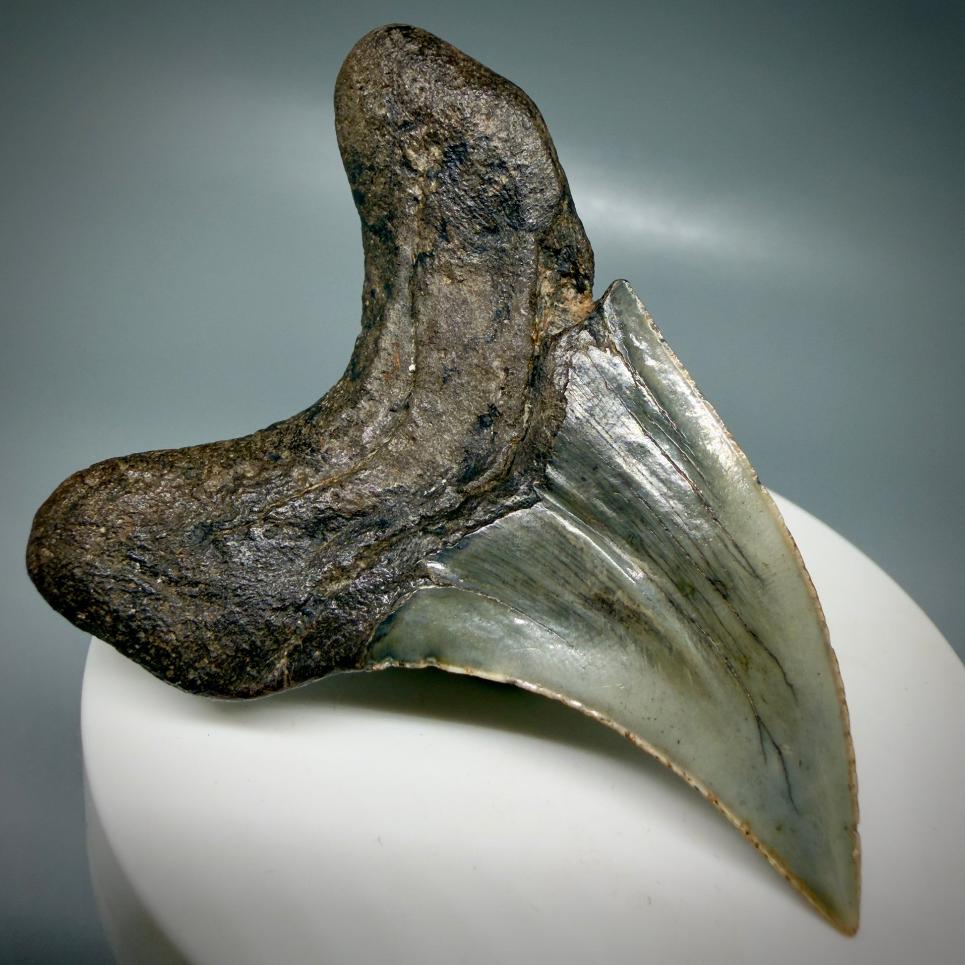 Back Left View High Quality, Large 2.61" Fossil Parotodus benedeni Tooth from Georgia, USA R642