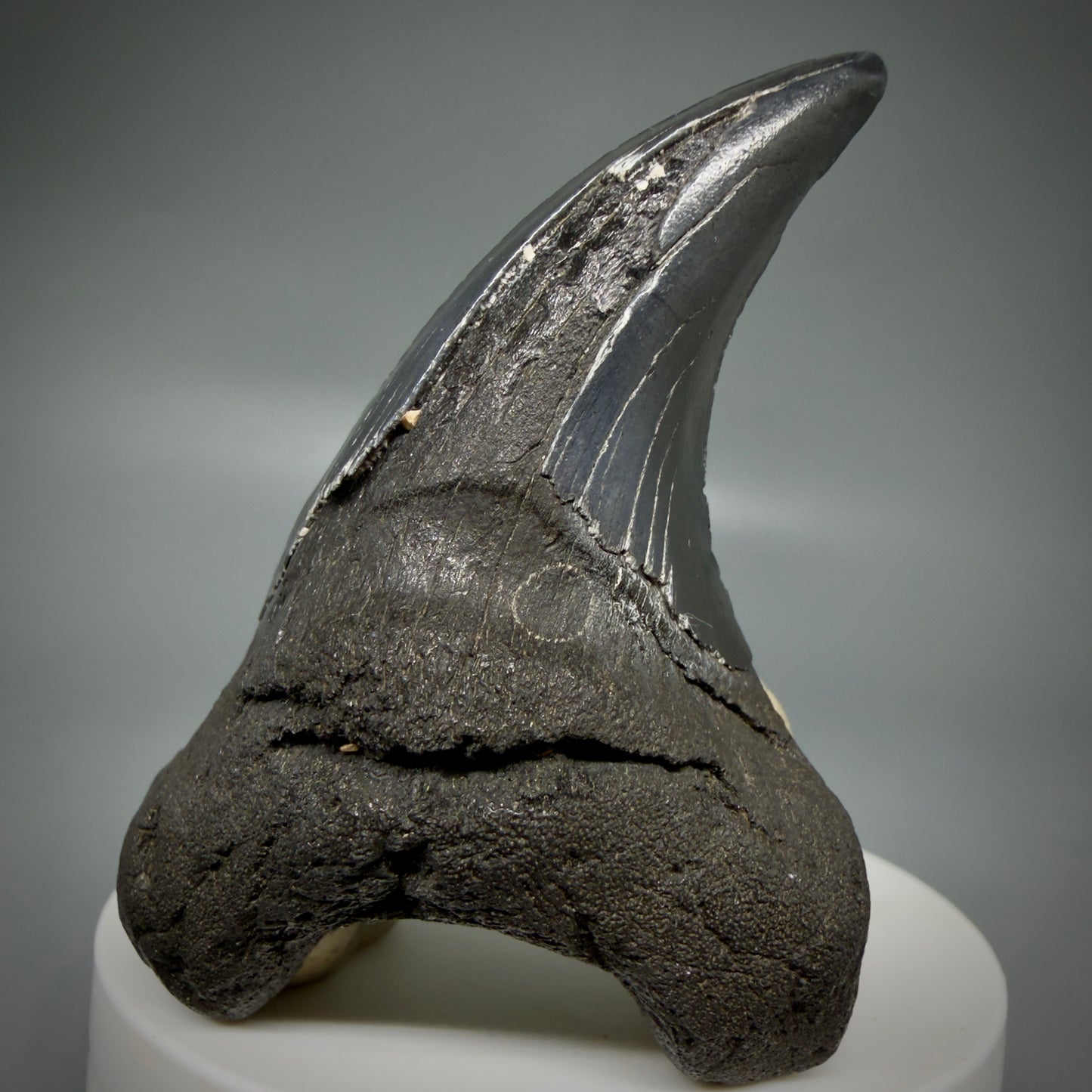 Front Right View Dark colors, Large 2.80" Fossil Parotodus benedeni Tooth from SC R641