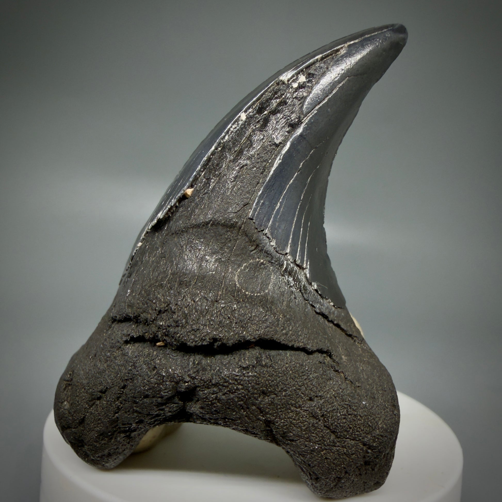 Front Right View Dark colors, Large 2.80" Fossil Parotodus benedeni Tooth from SC R641