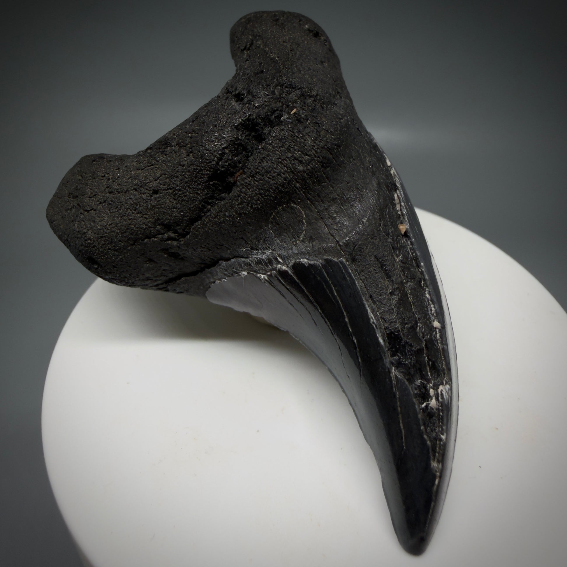 Front Left View Dark colors, Large 2.80" Fossil Parotodus benedeni Tooth from SC R641