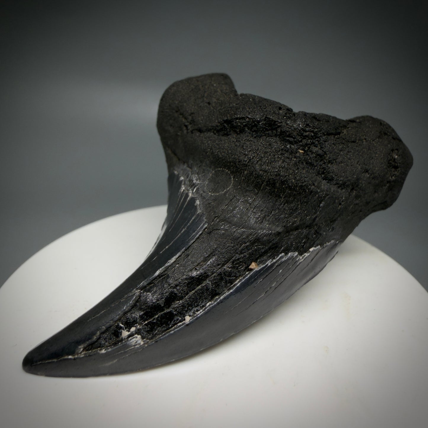 Front Right View Dark colors, Large 2.80" Fossil Parotodus benedeni Tooth from SC R641