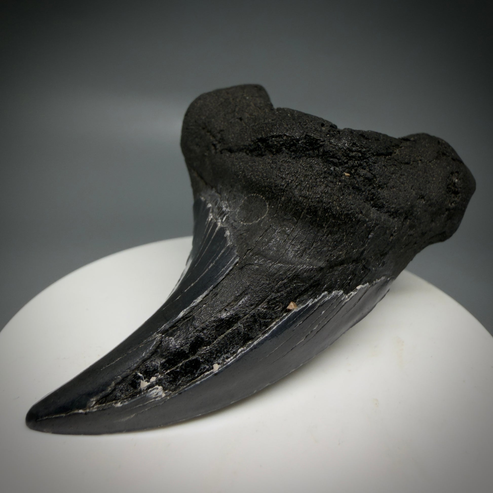 Front Right View Dark colors, Large 2.80" Fossil Parotodus benedeni Tooth from SC R641