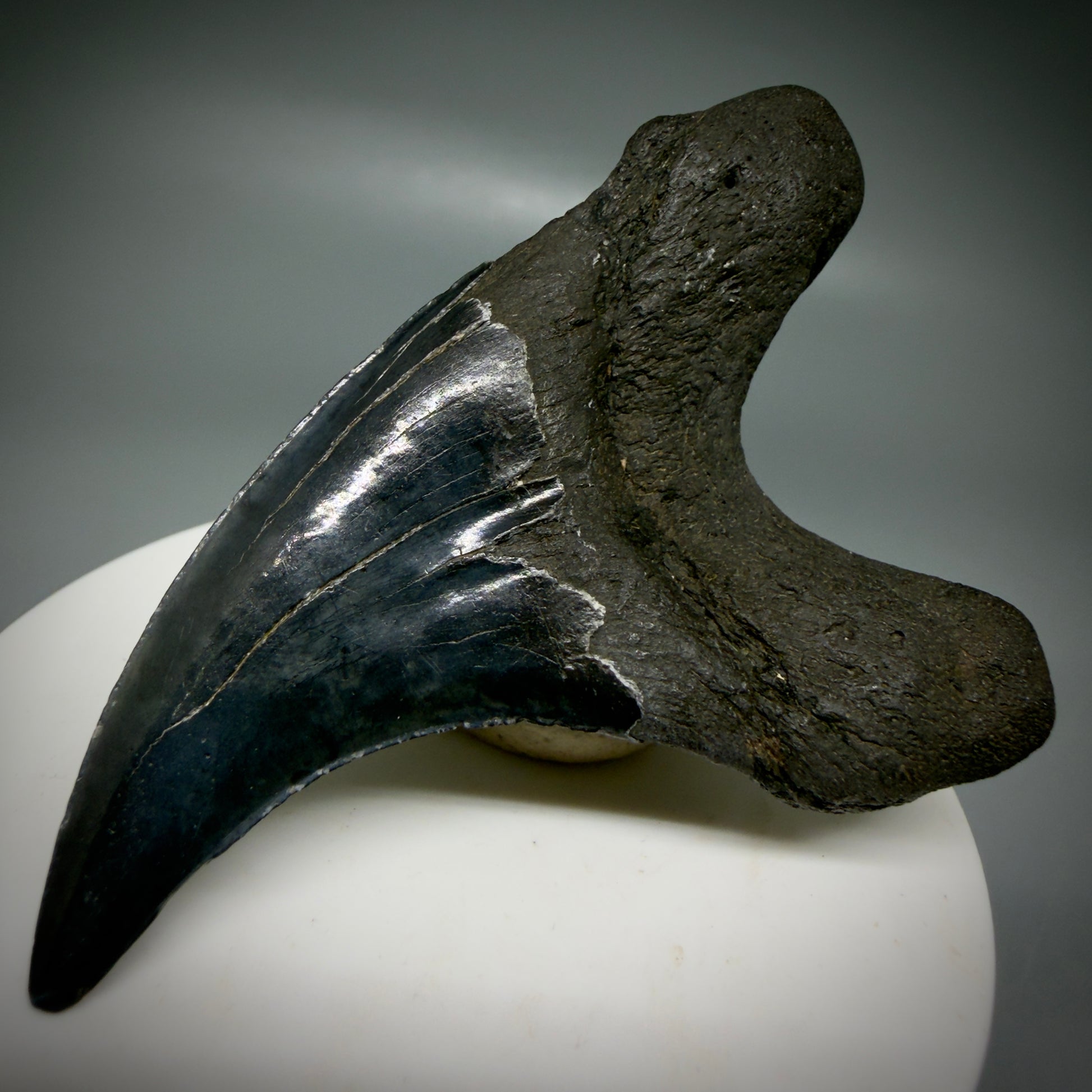 Back Right View Dark colors, Large 2.80" Fossil Parotodus benedeni Tooth from SC R641