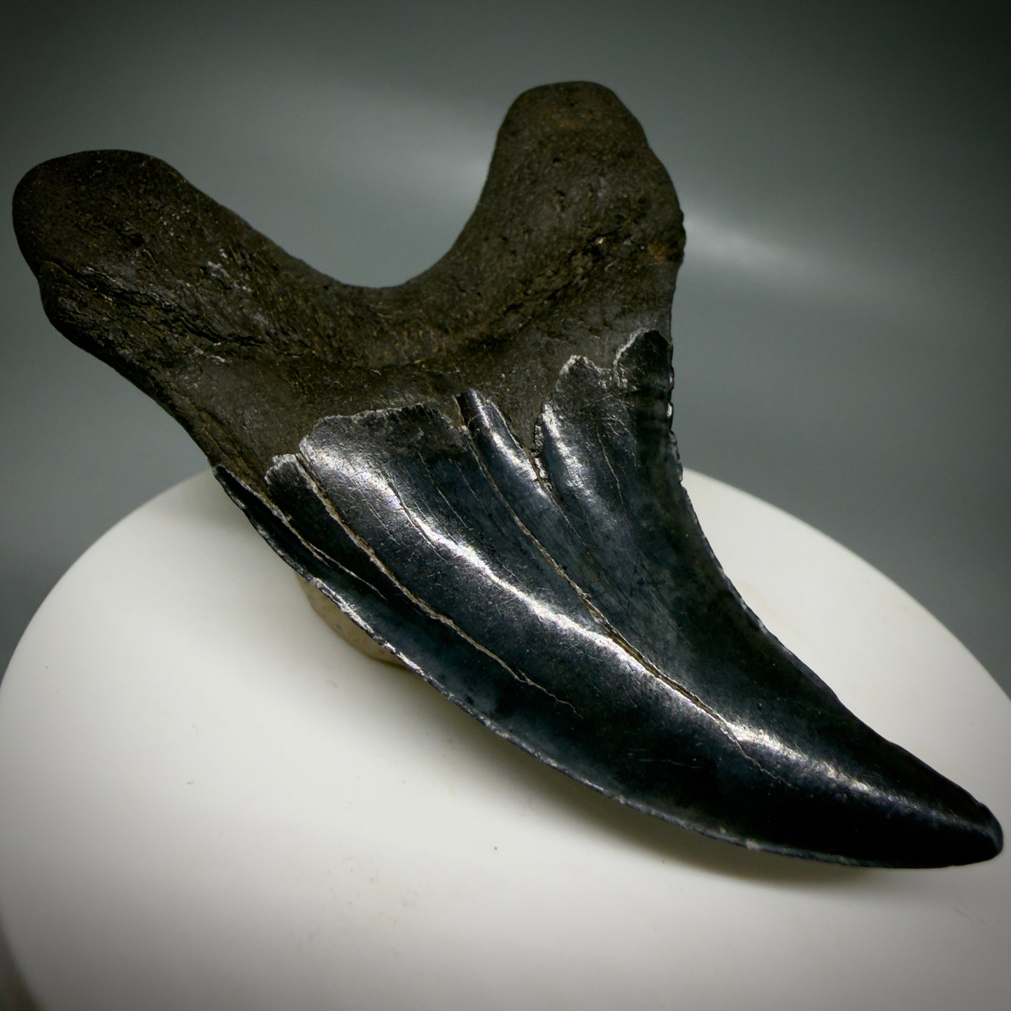 Front Left View Dark colors, Large 2.80" Fossil Parotodus benedeni Tooth from SC R641