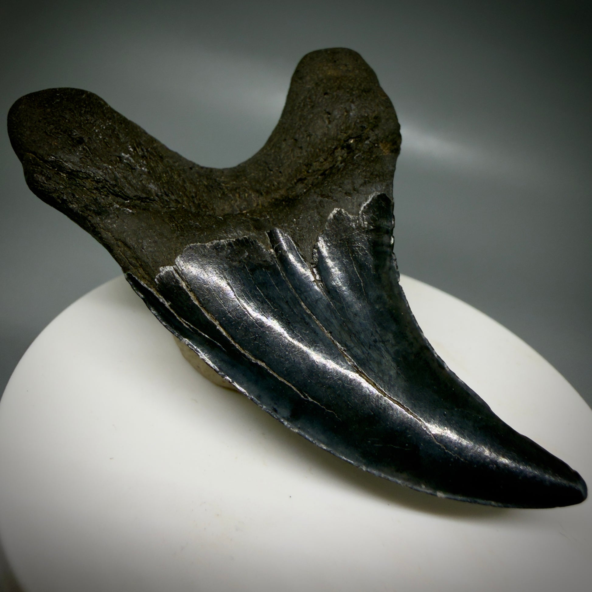 Front Left View Dark colors, Large 2.80" Fossil Parotodus benedeni Tooth from SC R641