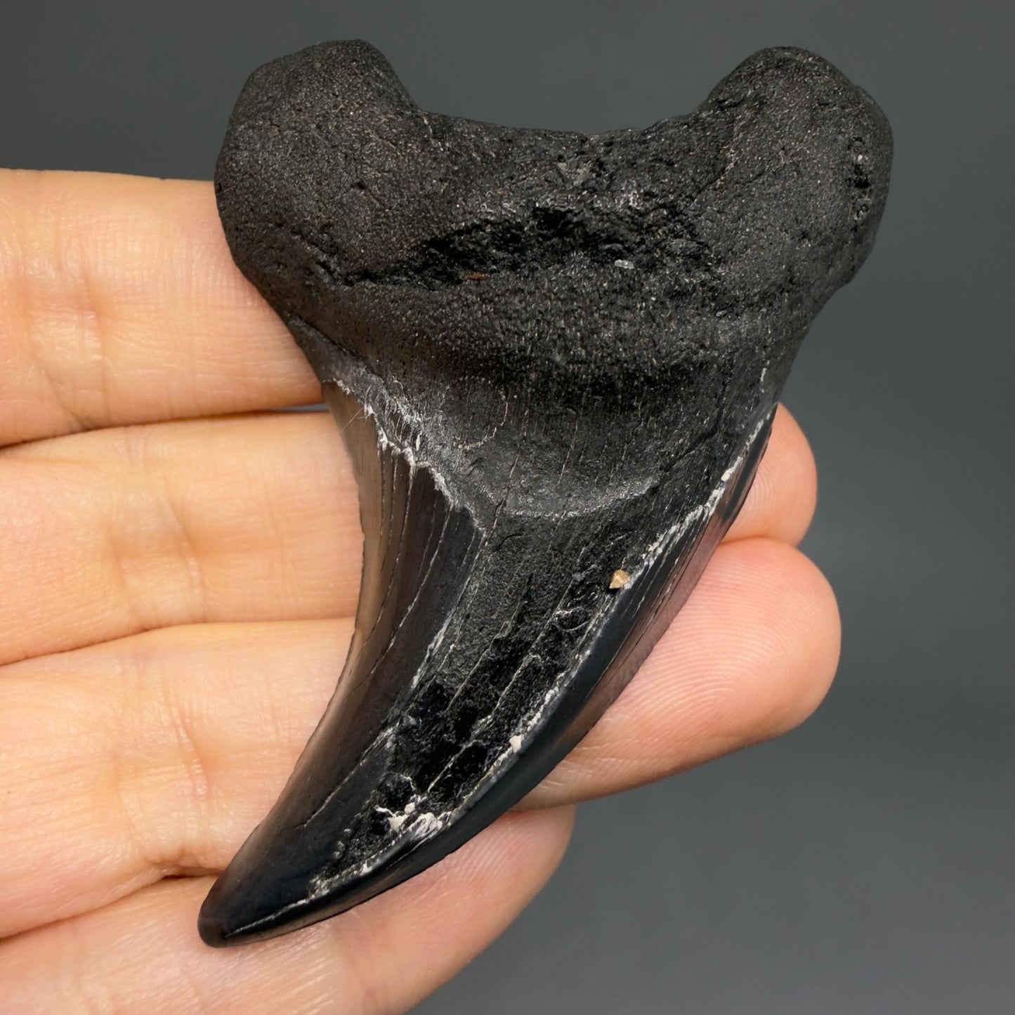 Front View Dark colors, Large 2.80" Fossil Parotodus benedeni Tooth from SC R641 - 1