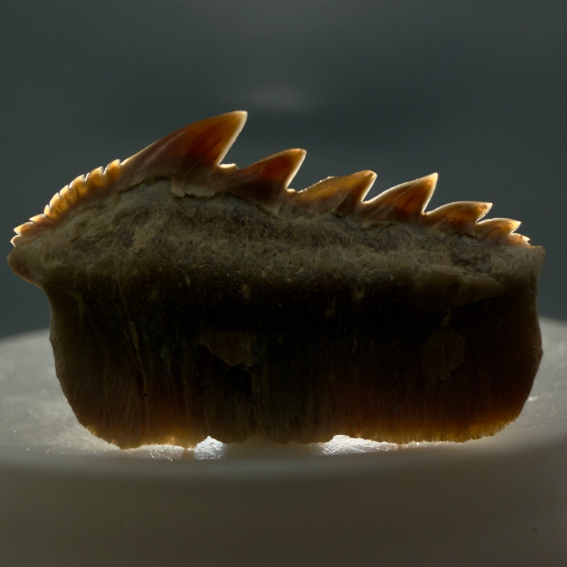 Front View Rare 1.10" wide Fossil Notorynchus kempi - Sevengill Cow Shark Tooth from Kazakhstan R638 - 1
