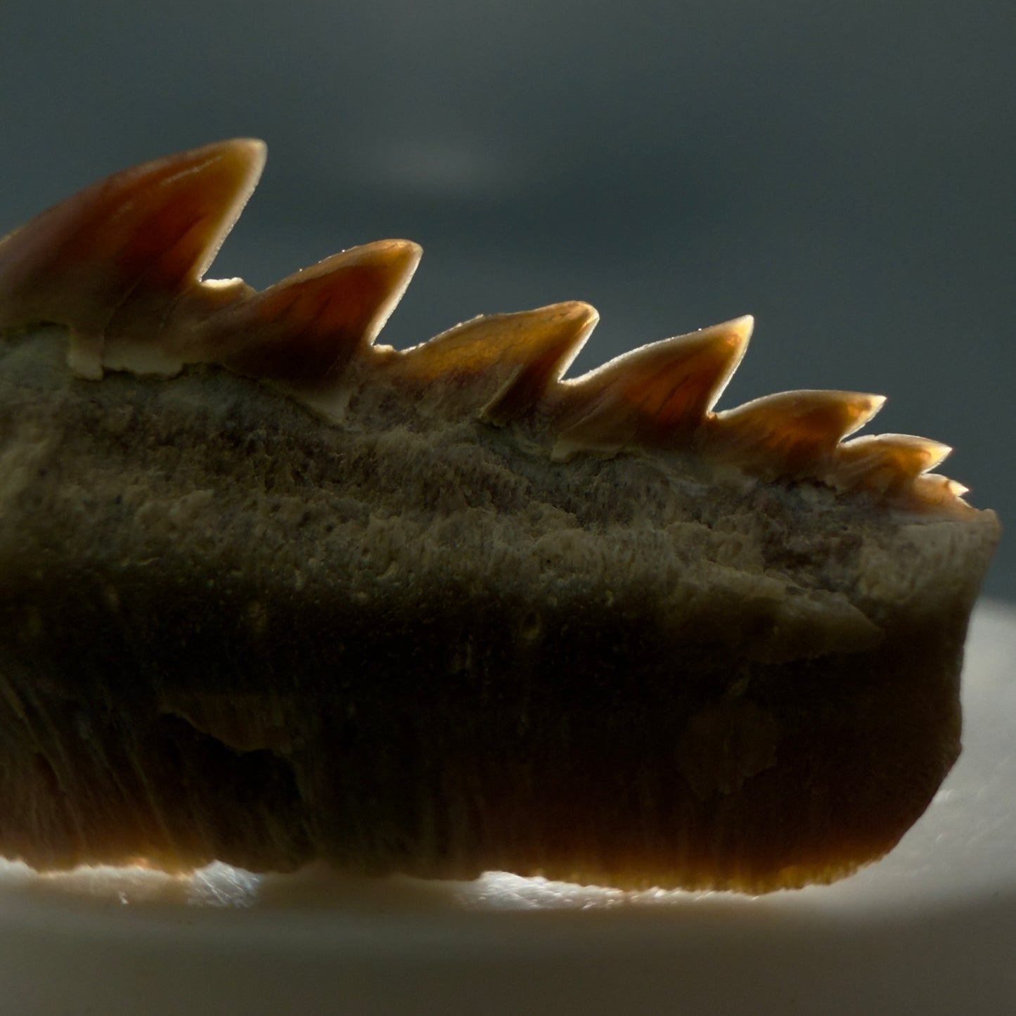 Front View Rare 1.10" wide Fossil Notorynchus kempi - Sevengill Cow Shark Tooth from Kazakhstan R638 - 3