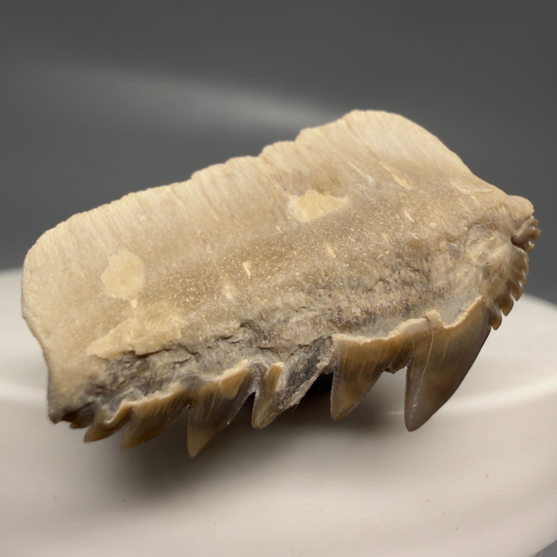 Front Left View Rare 1.10" wide Fossil Notorynchus kempi - Sevengill Cow Shark Tooth from Kazakhstan R638