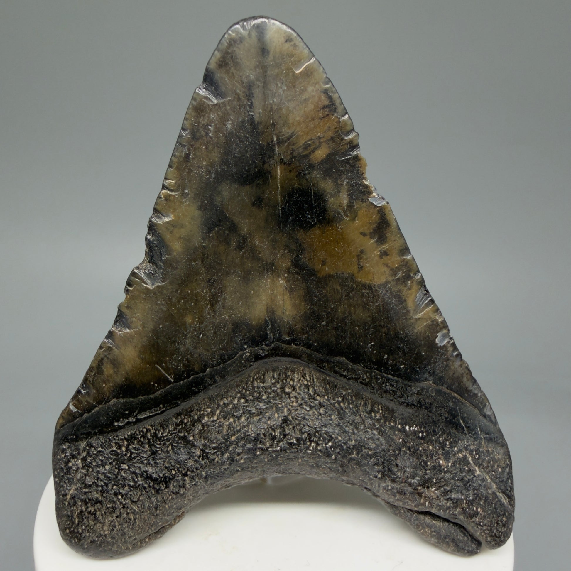 Back View Colorful 3.00" Fossil Megalodon Tooth from North Carolina - megalodonteeth.com CM5816