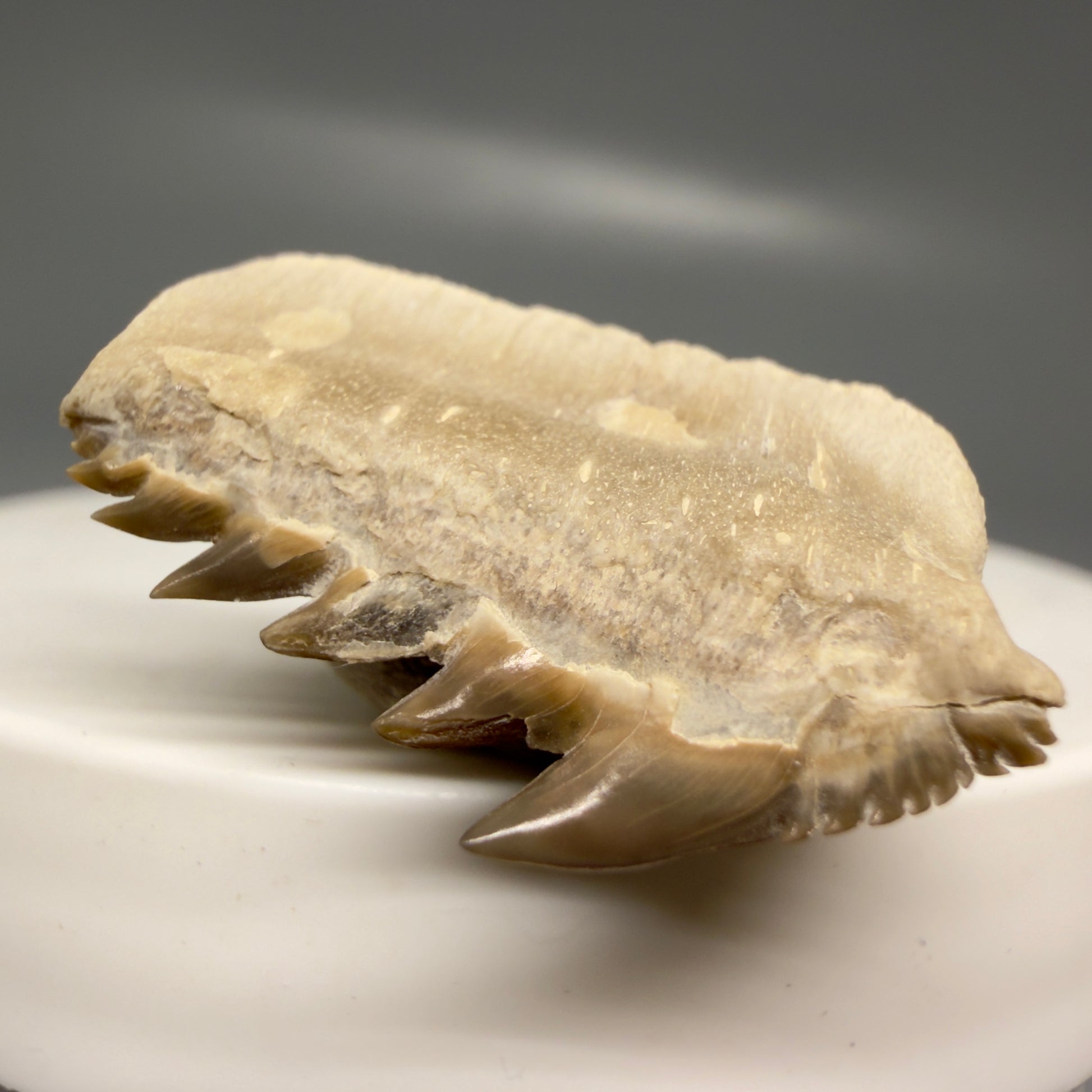 Front Right View Rare 1.10" wide Fossil Notorynchus kempi - Sevengill Cow Shark Tooth from Kazakhstan R638