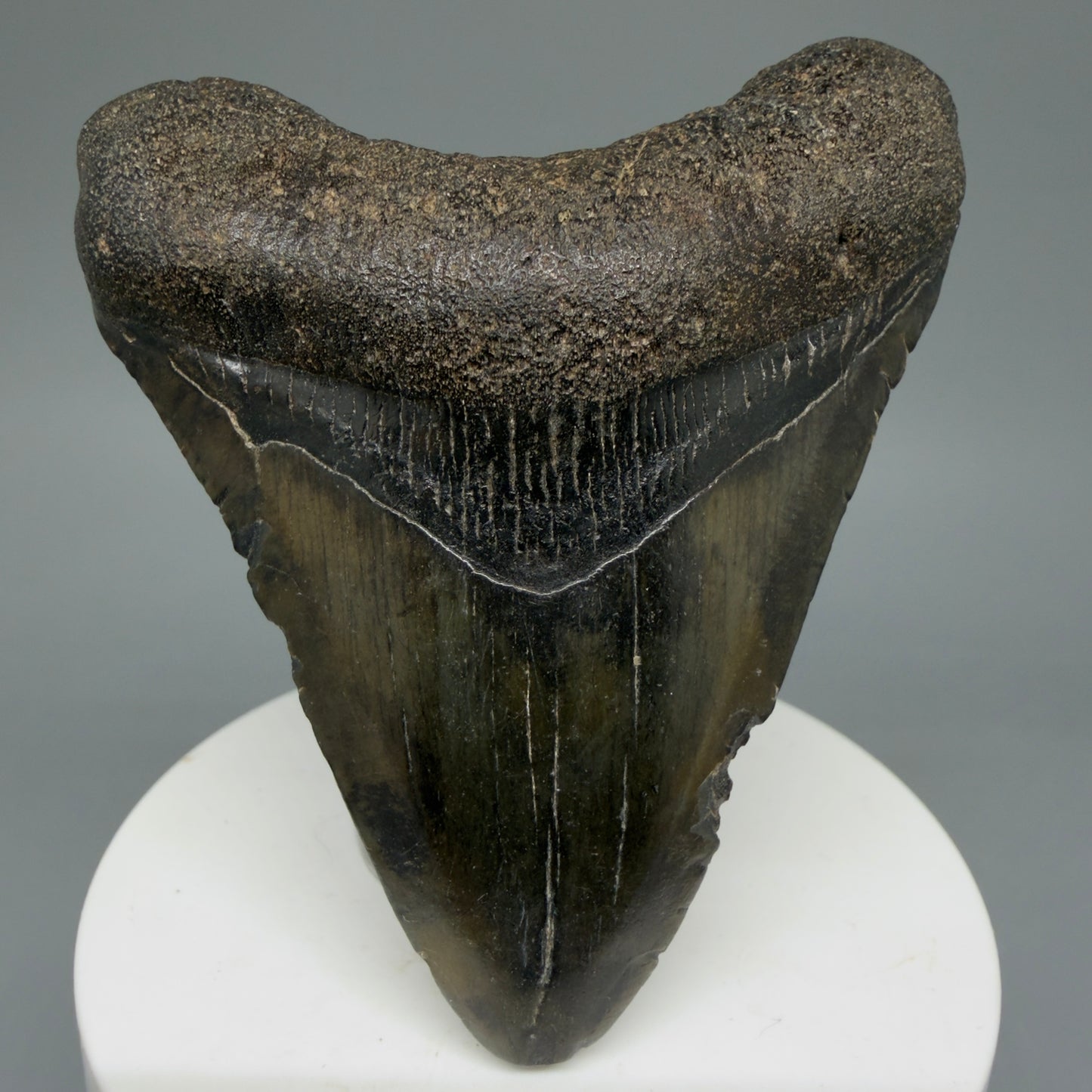 Front View Colorful 3.00" Fossil Megalodon Tooth from North Carolina - megalodonteeth.com CM5816 - 1