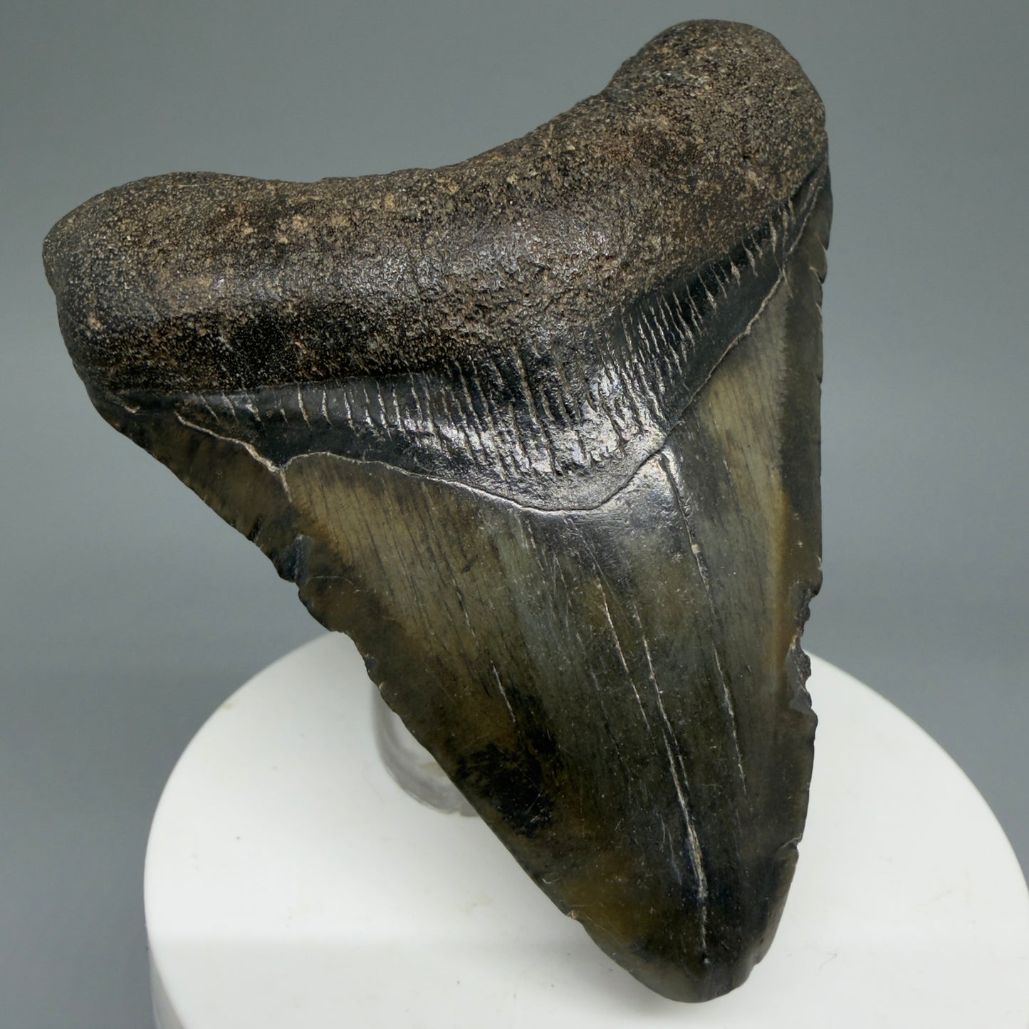 Front Left View Colorful 3.00" Fossil Megalodon Tooth from North Carolina - megalodonteeth.com CM5816