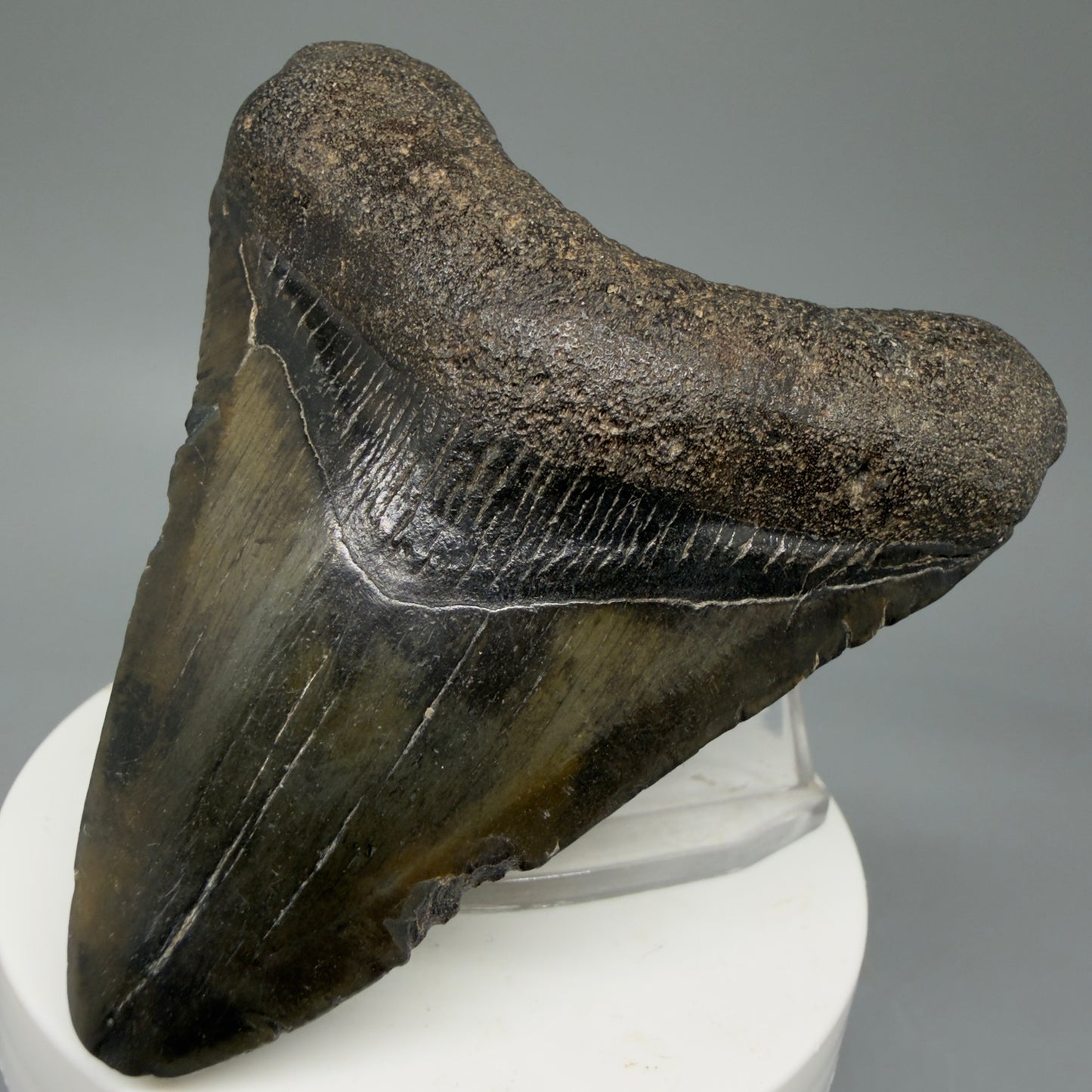 Front Right View Colorful 3.00" Fossil Megalodon Tooth from North Carolina - megalodonteeth.com CM5816