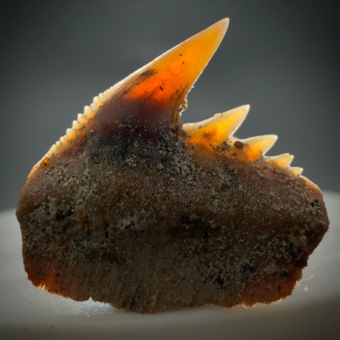 Front View Rare Upper lateral 0.87" long Fossil Hexanchus gigas - Sixgill Cow Shark tooth from Sacaco, Peru R635 - 1