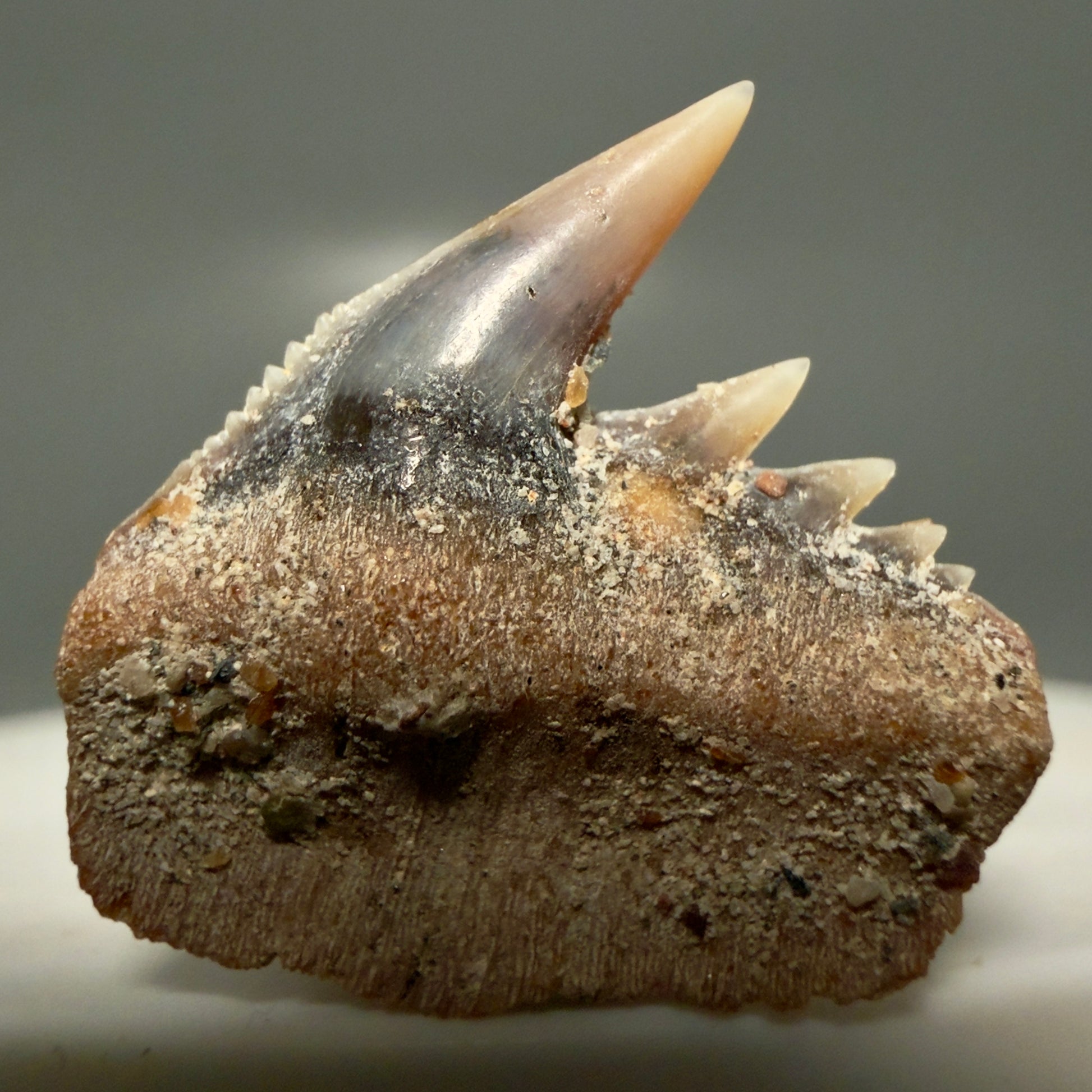 Front View Rare Upper lateral 0.87" long Fossil Hexanchus gigas - Sixgill Cow Shark tooth from Sacaco, Peru R635 - 2