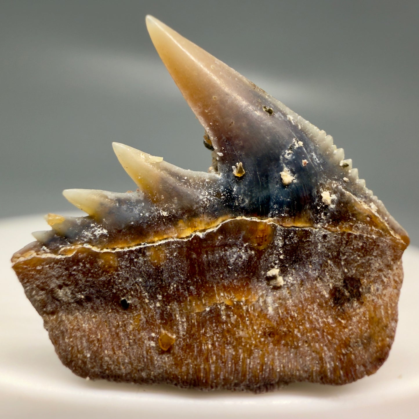 Back View Rare Upper lateral 0.87" long Fossil Hexanchus gigas - Sixgill Cow Shark tooth from Sacaco, Peru R635