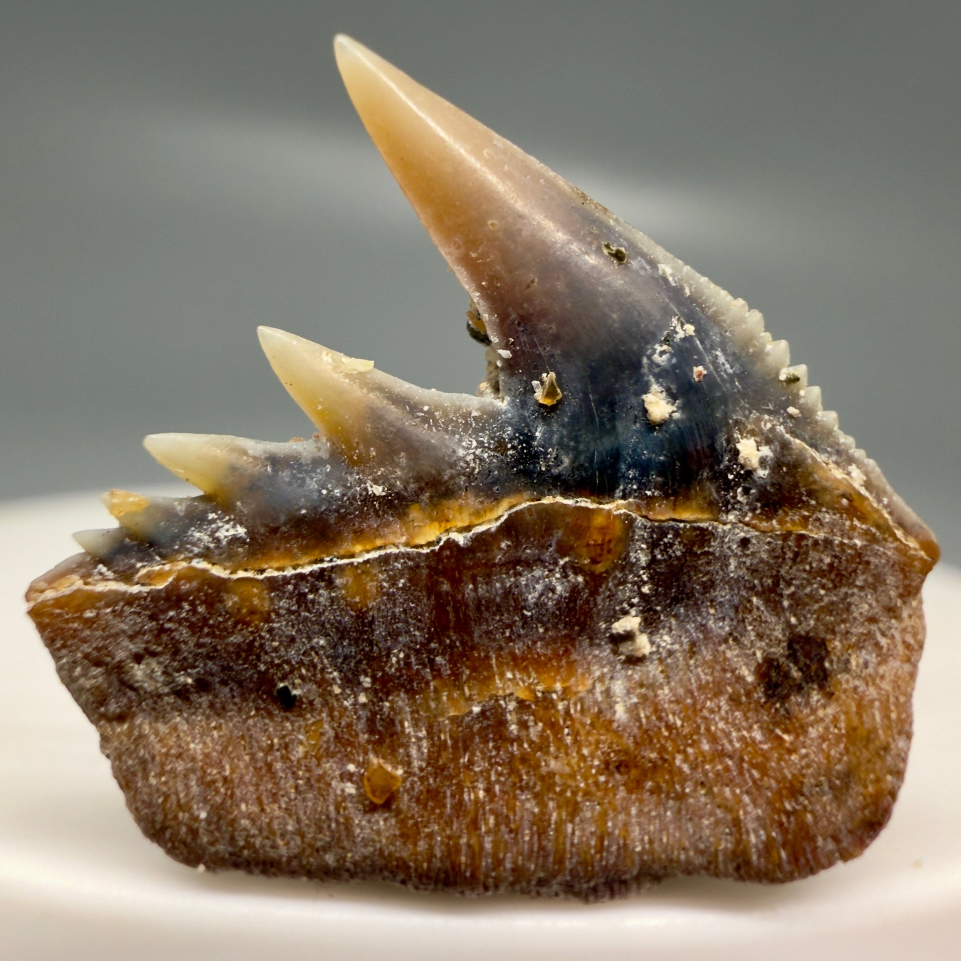 Back View Rare Upper lateral 0.87" long Fossil Hexanchus gigas - Sixgill Cow Shark tooth from Sacaco, Peru R635
