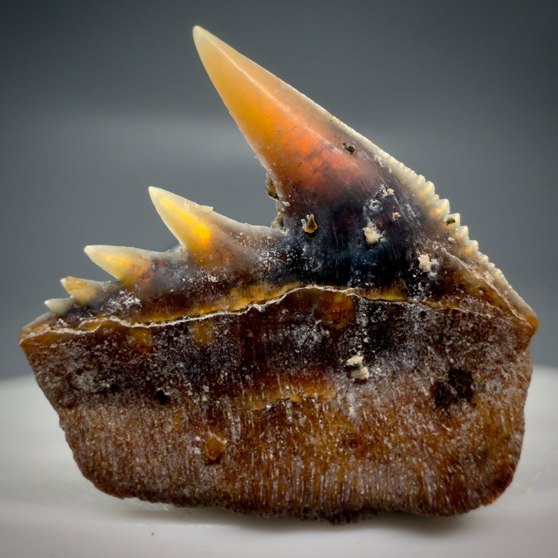 Back View Rare Upper lateral 0.87" long Fossil Hexanchus gigas - Sixgill Cow Shark tooth from Sacaco, Peru R635 - 1