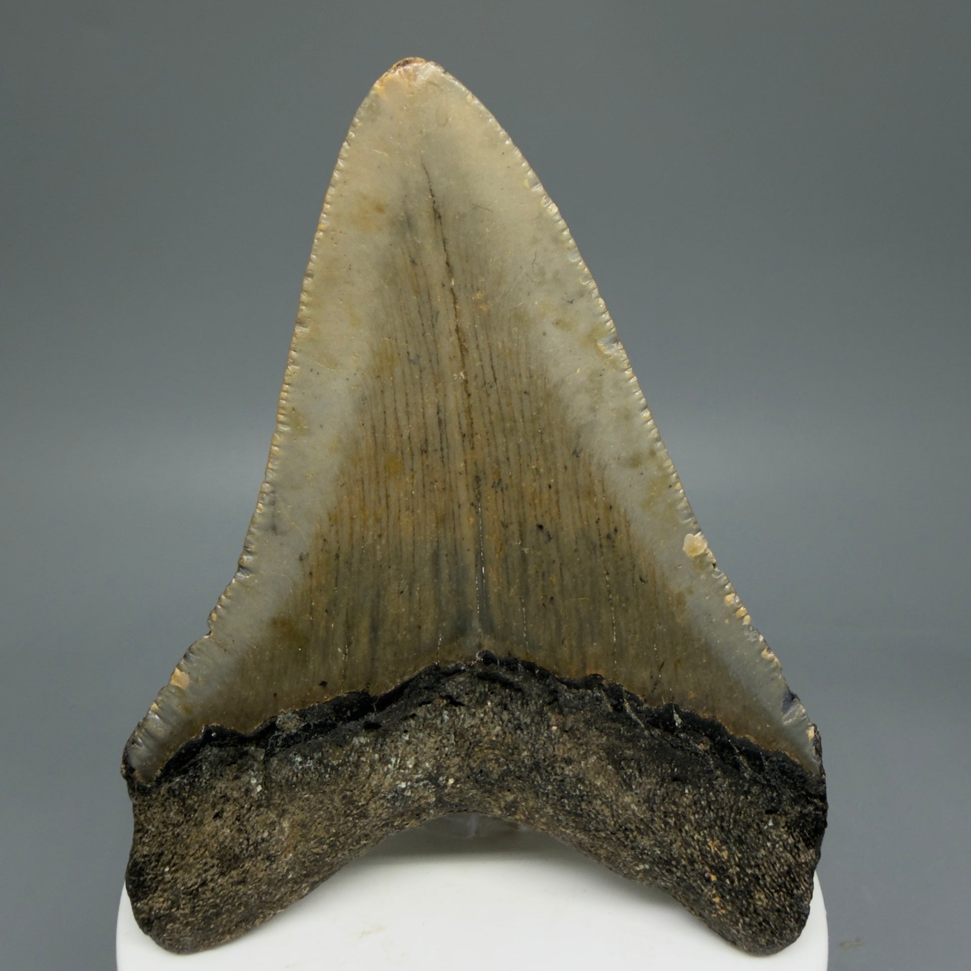 Back View 3.45" Fossil Megalodon Tooth from North Carolina - megalodonteeth.com CM5818
