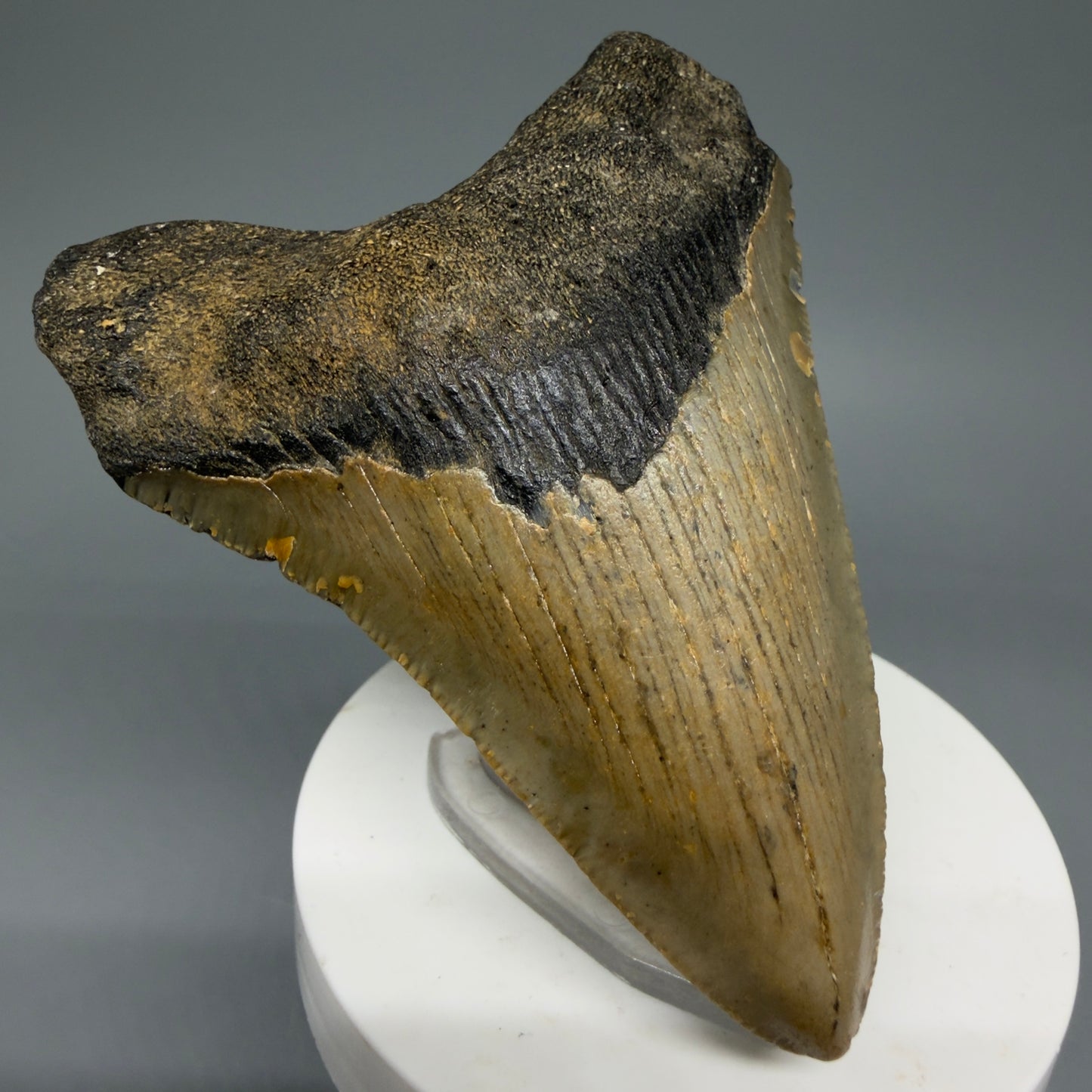 Front Left View 3.45" Fossil Megalodon Tooth from North Carolina - megalodonteeth.com CM5818
