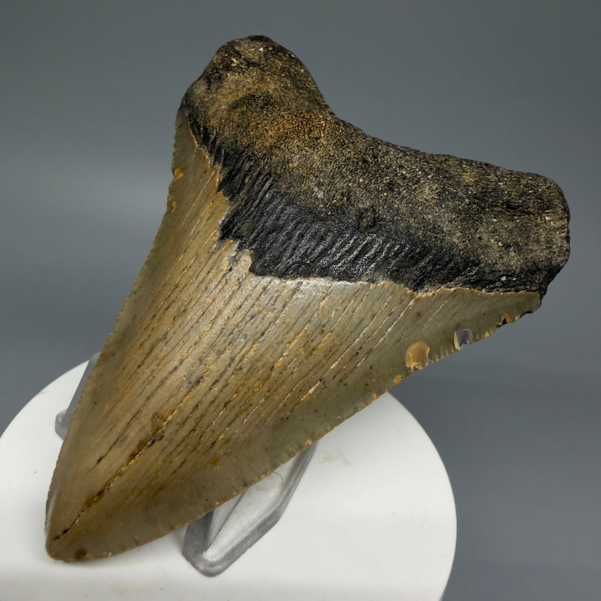 Front Right View 3.45" Fossil Megalodon Tooth from North Carolina - megalodonteeth.com CM5818